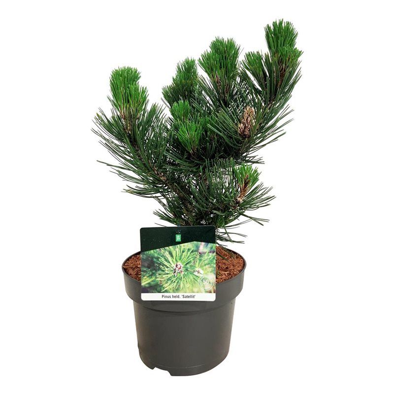 Pinus held. 'Satellit', D 21