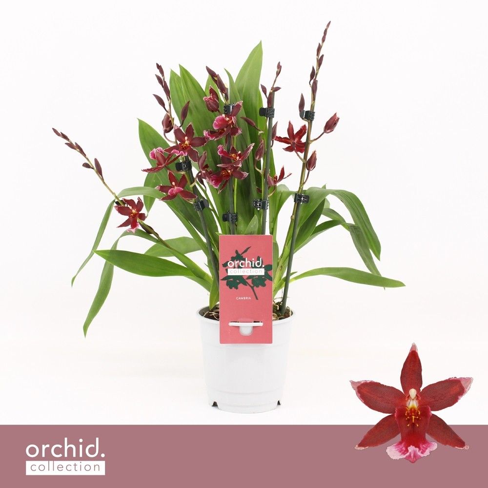 Barrocco Red, 5/6-spike Compact 'Orchid Collection', D 12