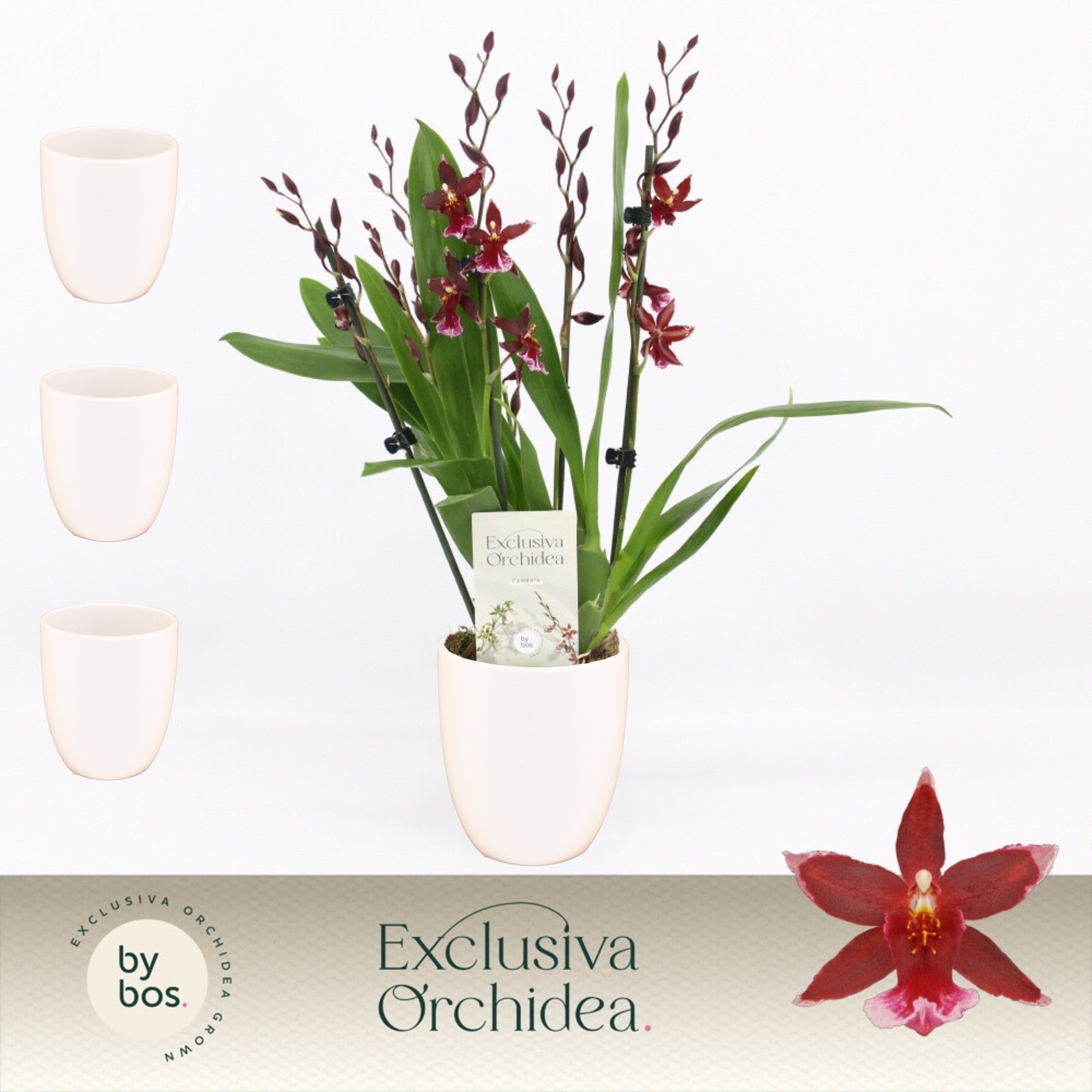 Barrocco Red, 5/6-spike in Lotte White 'Exclusiva Orchidea', D 12