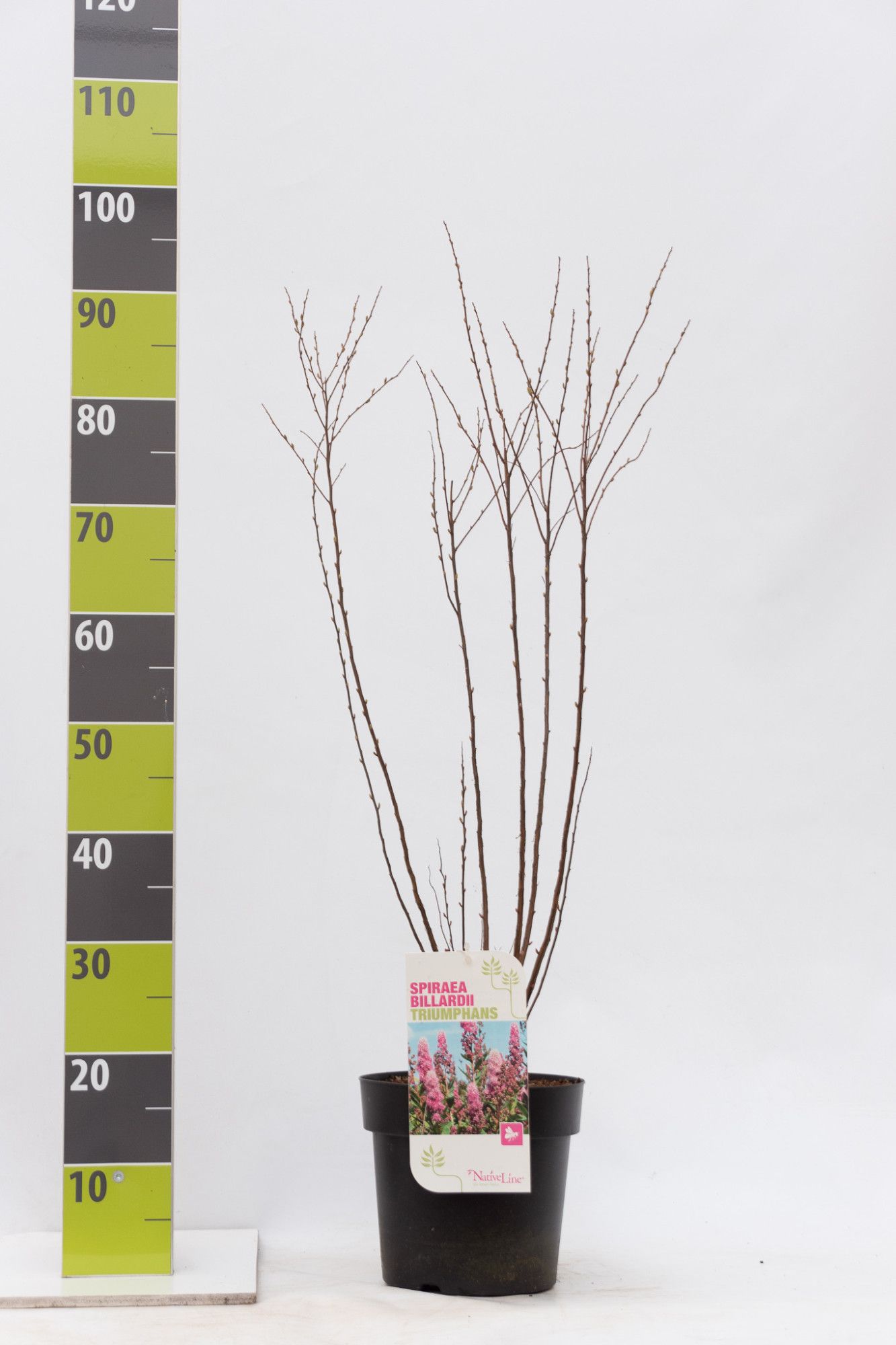 Spiraea billardii _'Triumphans' C 4,6, D 23