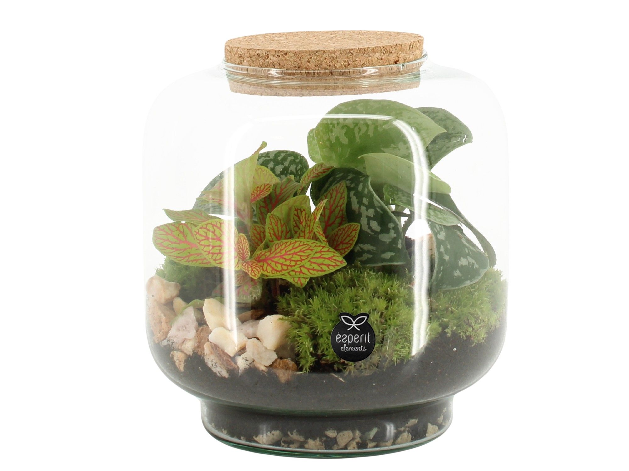 90614: Terrarium arrangement, D 17