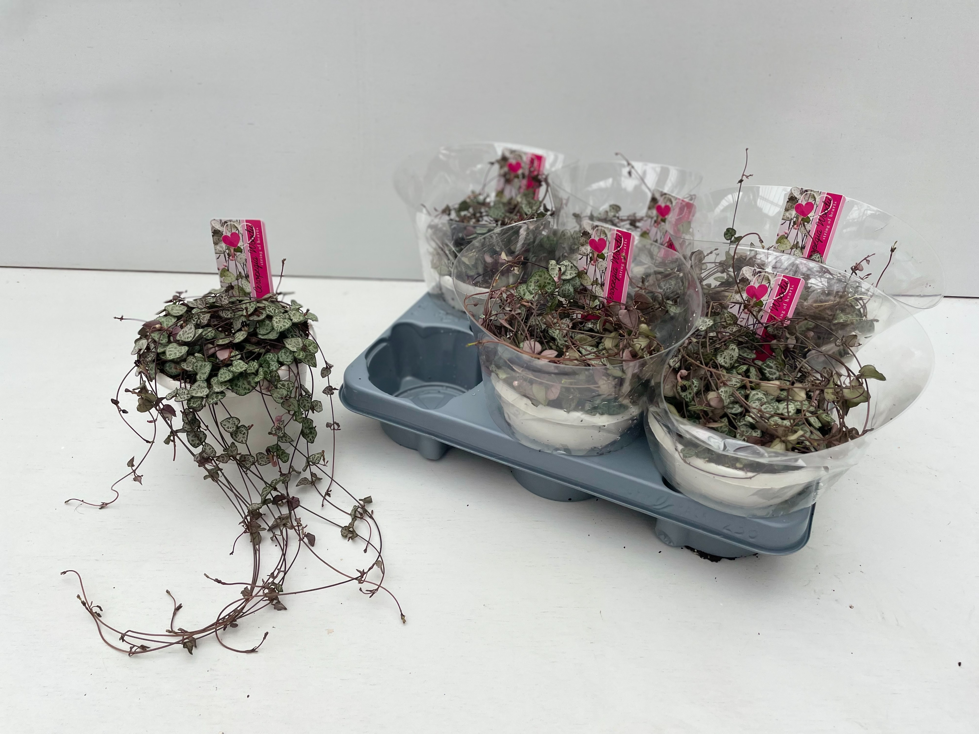 WZ14cm Ceropegia Woodii tafel model zonder hanger, D 14