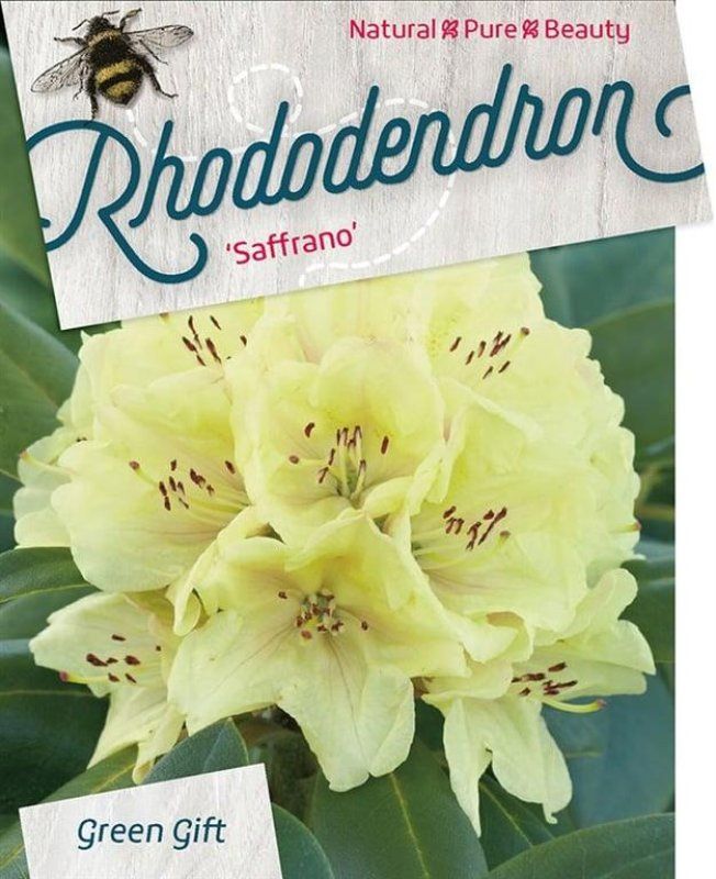 Rhododendron 'Saffrano', D 40