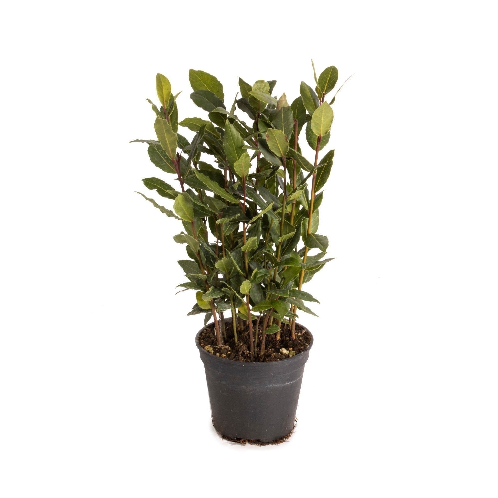 Laurus nobilis Global GAP gecertificeerd P12, D 12