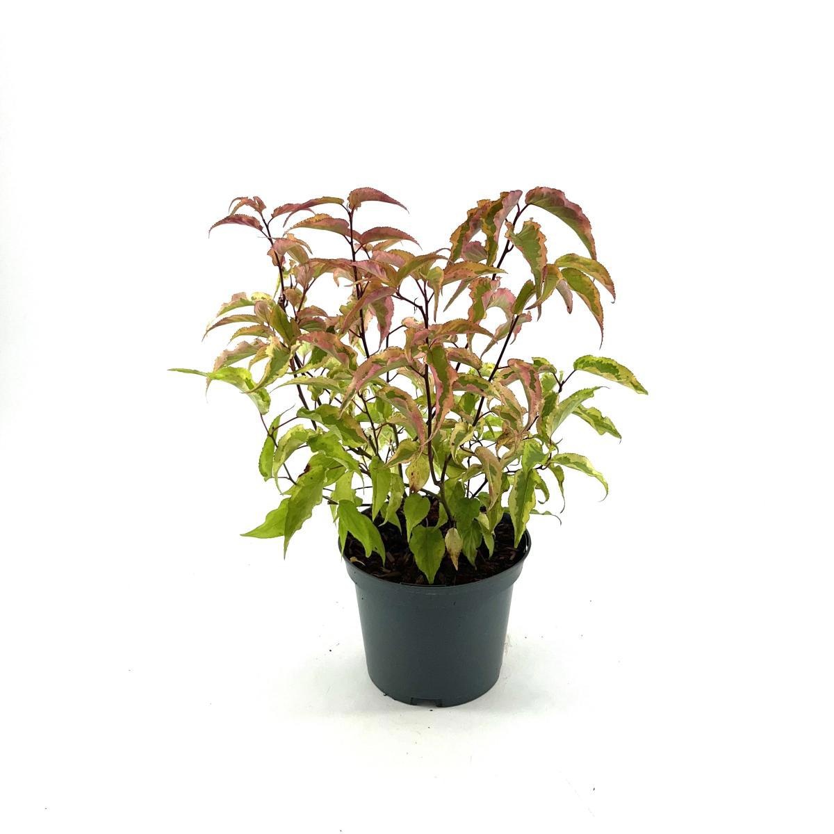 Stachyurus chin. 'Joy Forever', D 19