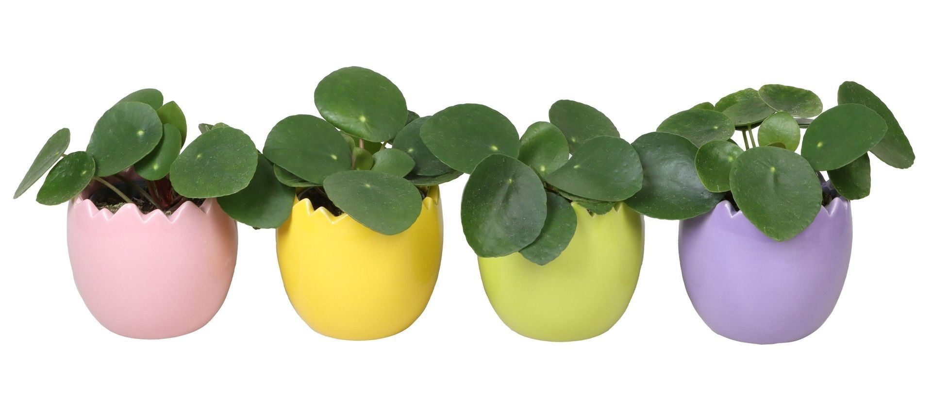 L 67230 With Pilea Peperomides 6 cm, D 6