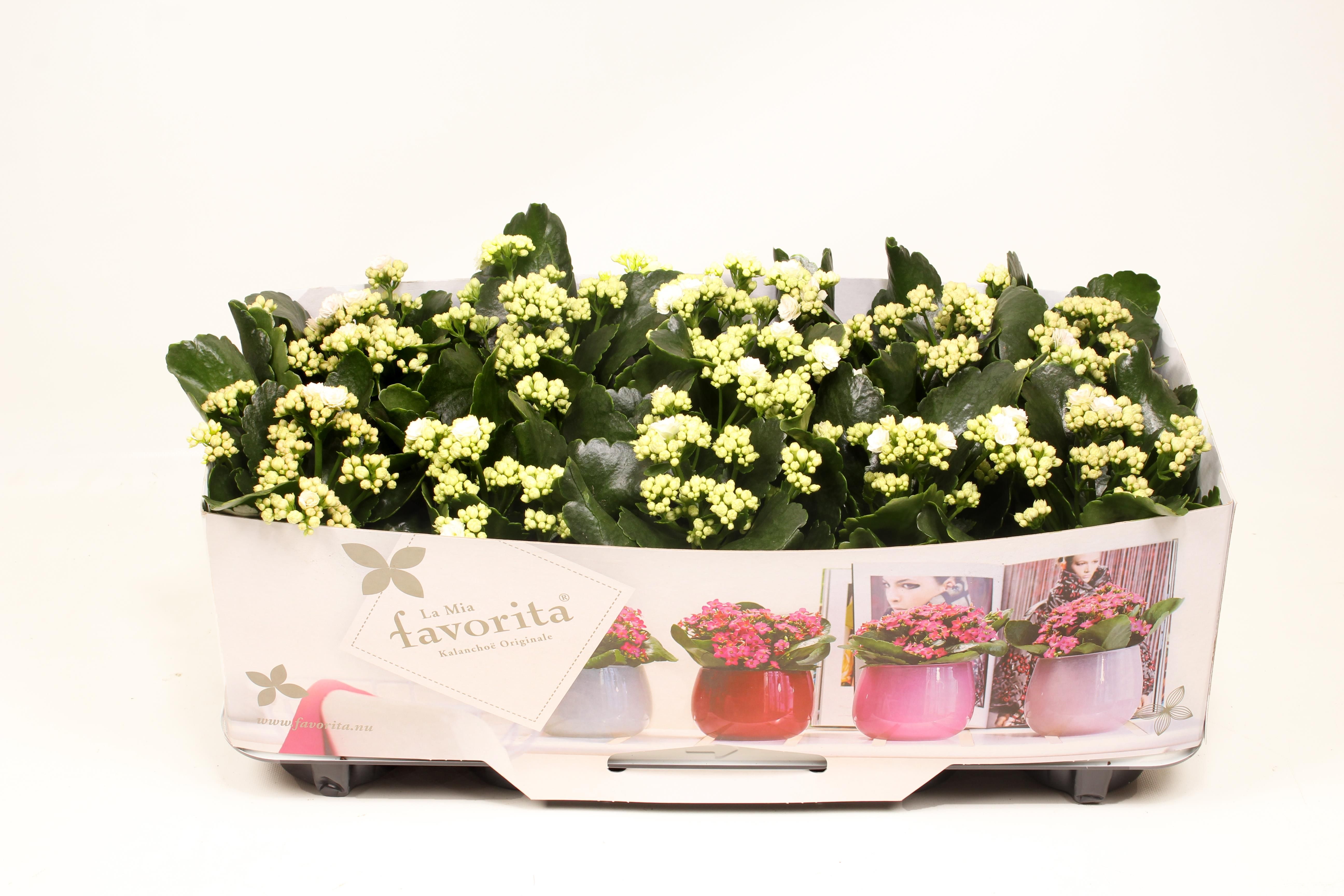 Kalanchoe Double Deluxe White No Sleeve, D 10