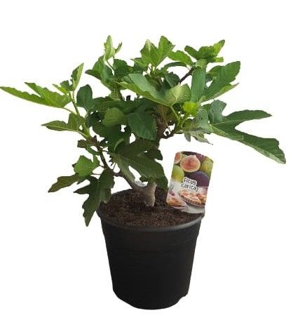 Ficus carica bush C25, D 25