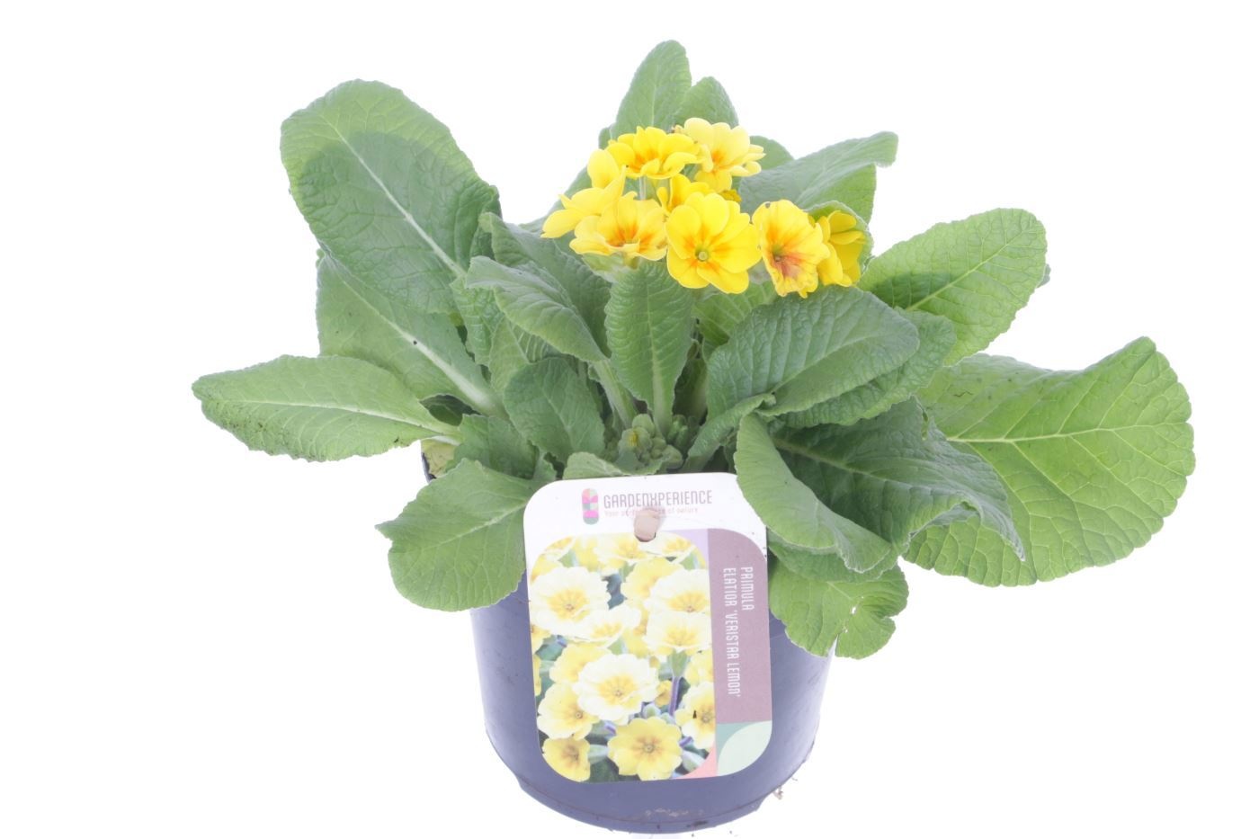 Primula elatior Cream Orange Eye, D 13