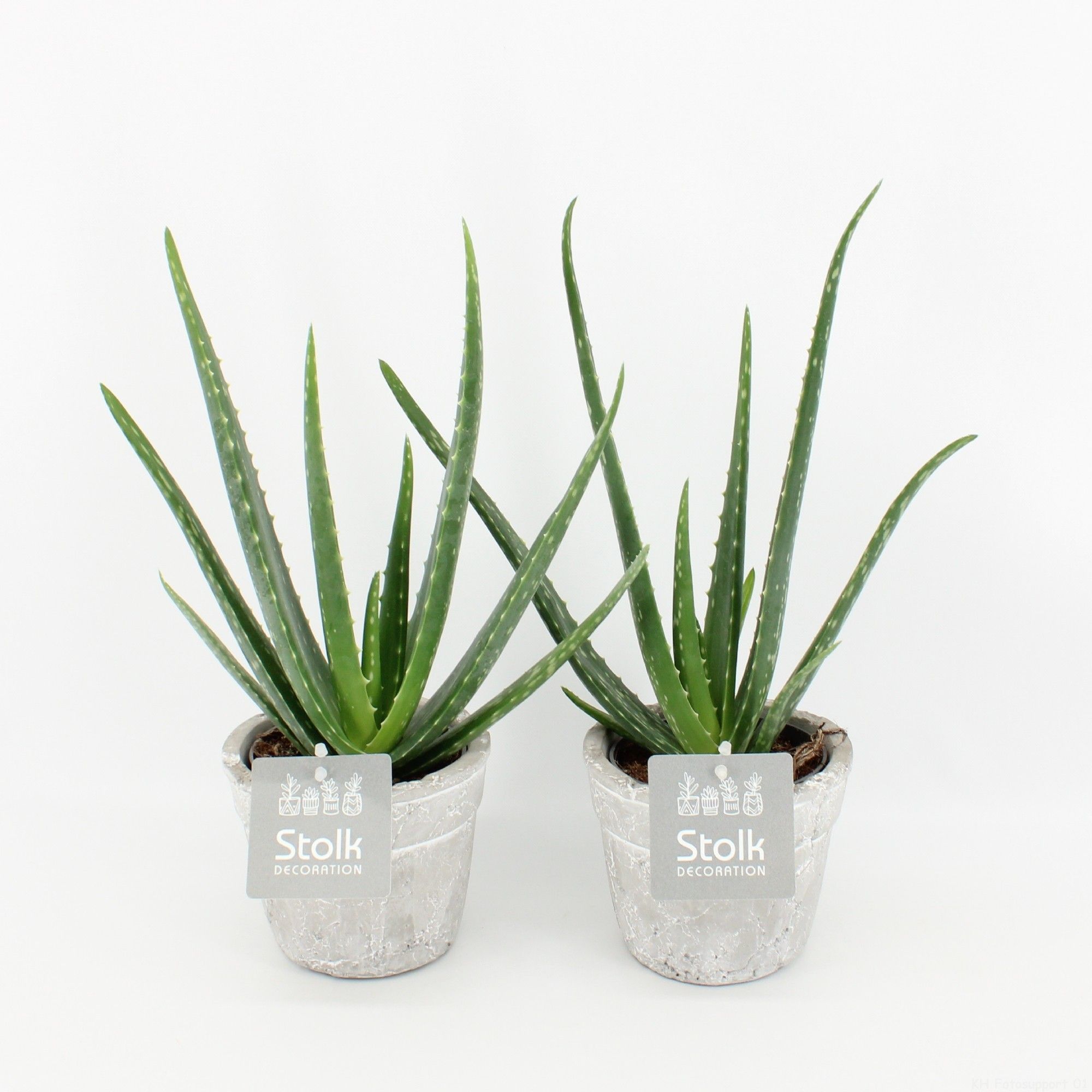 Aloe Vera 10,5 in stone look pot, D 11