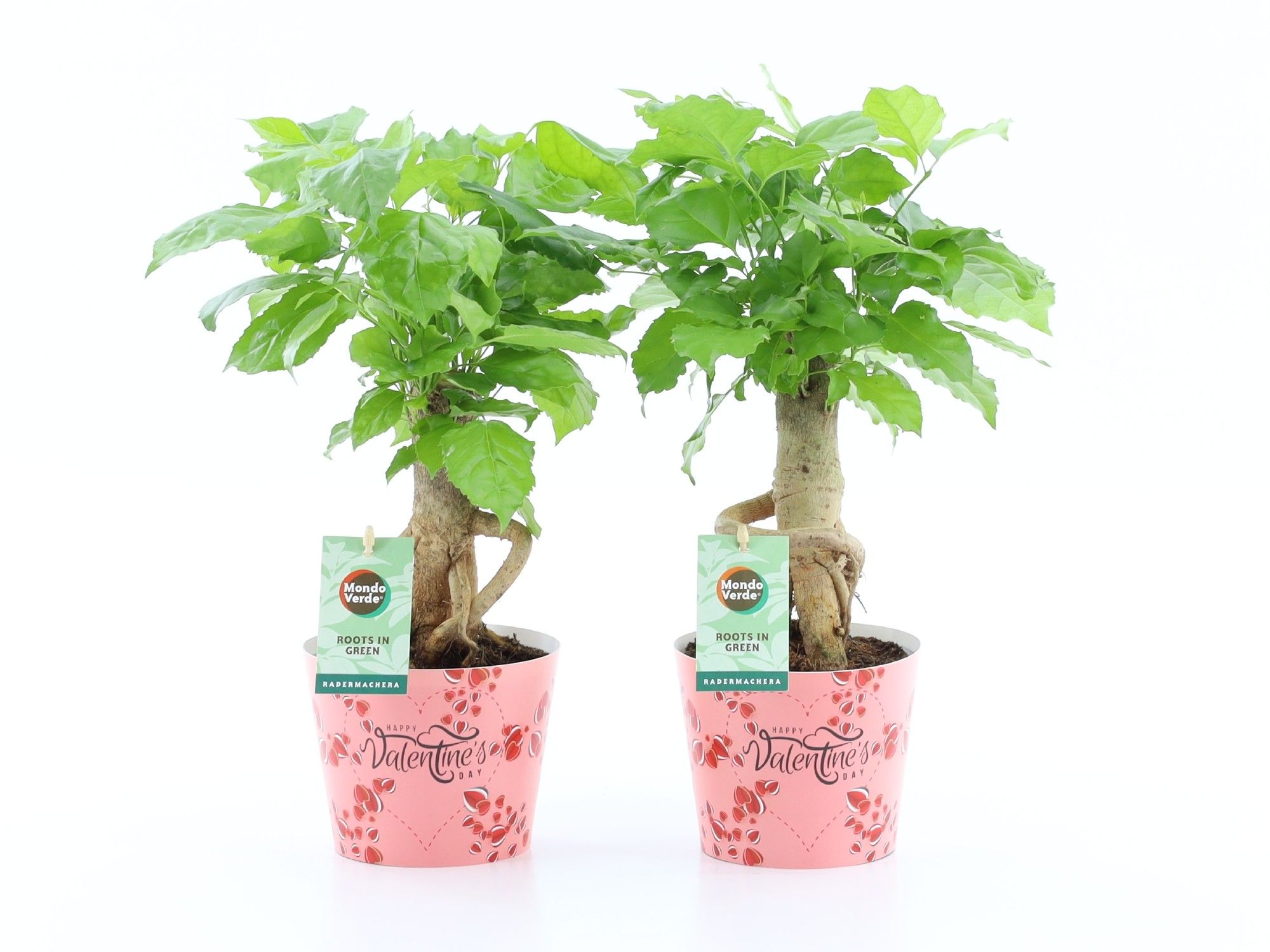 Radermachera Bonsai in Potcover Valentine, D 12