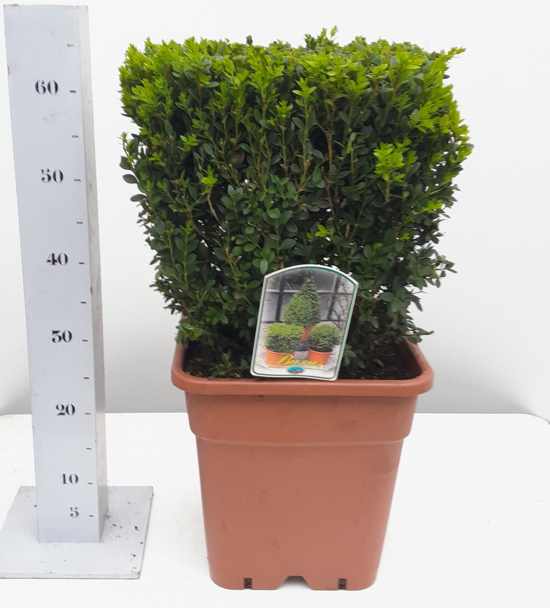 Buxus sempervirens 35cm kubus, D 30