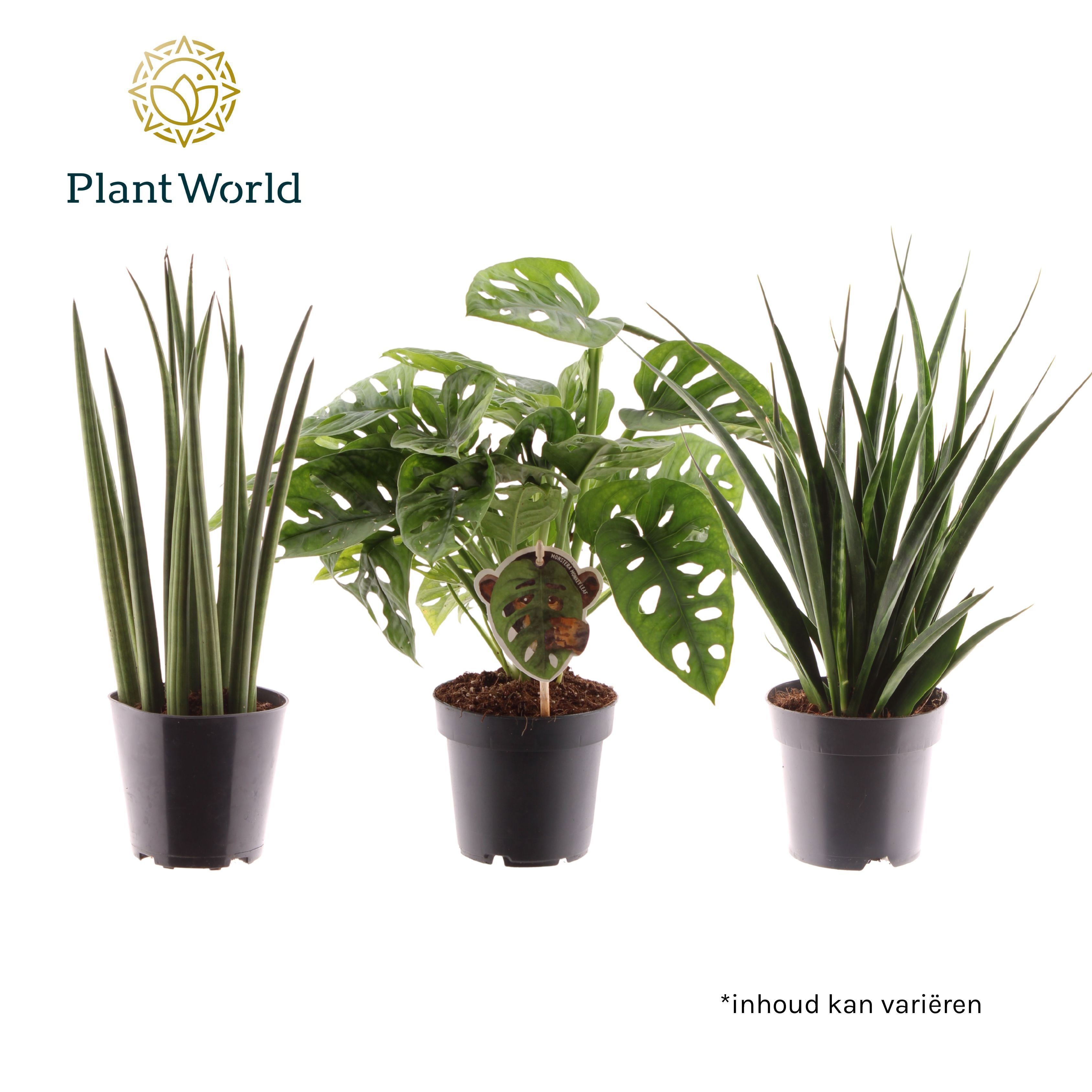 Mix: Mikado-Kirkii-Monkey, D 12