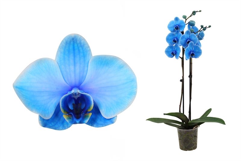 Phal I am Blue 2T14+, D 12