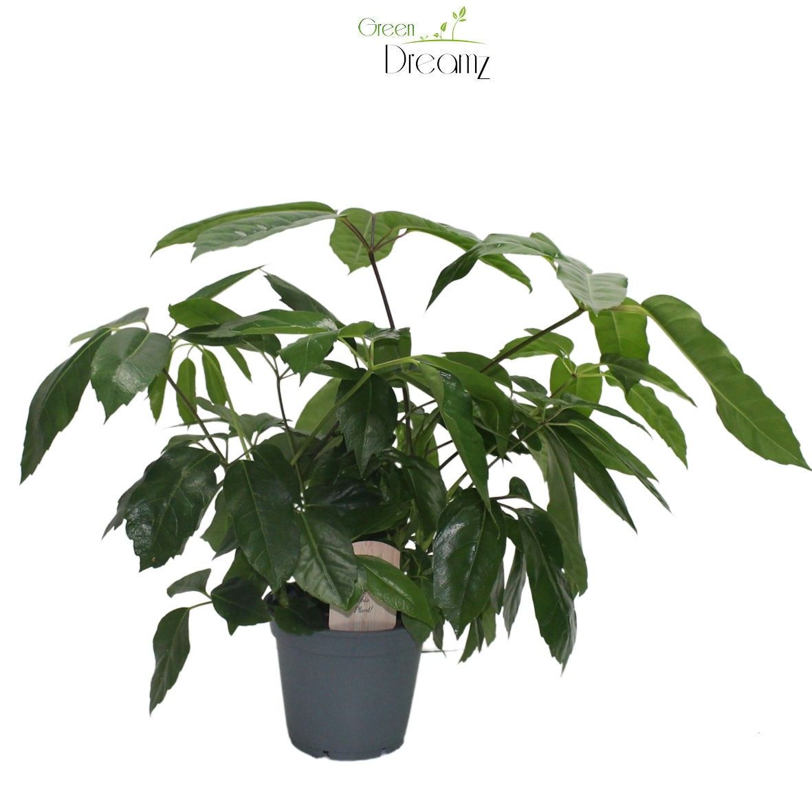 Schefflera Actinophylla, D 17