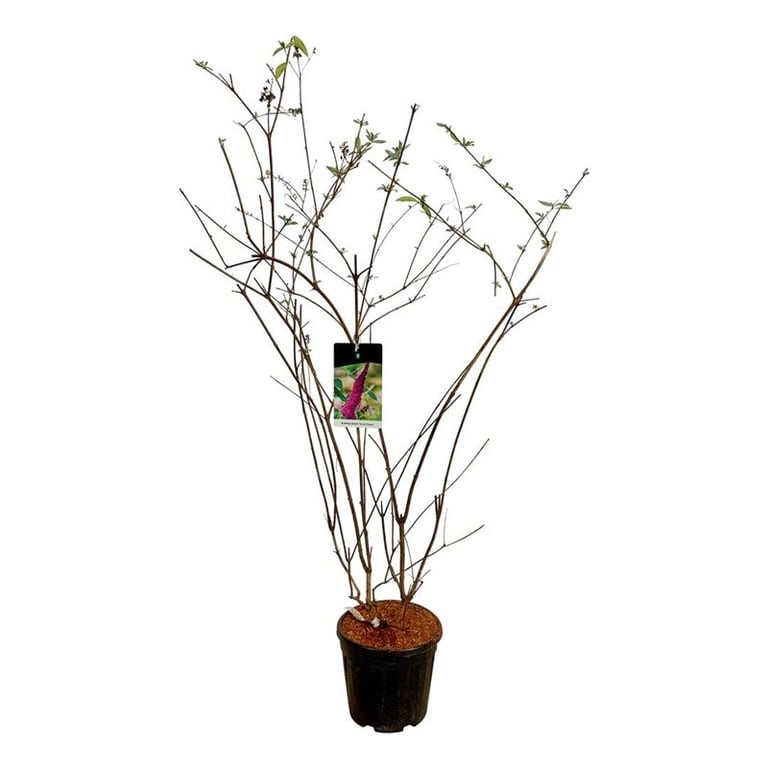 Buddleja dav. 'Ile de France', D 32