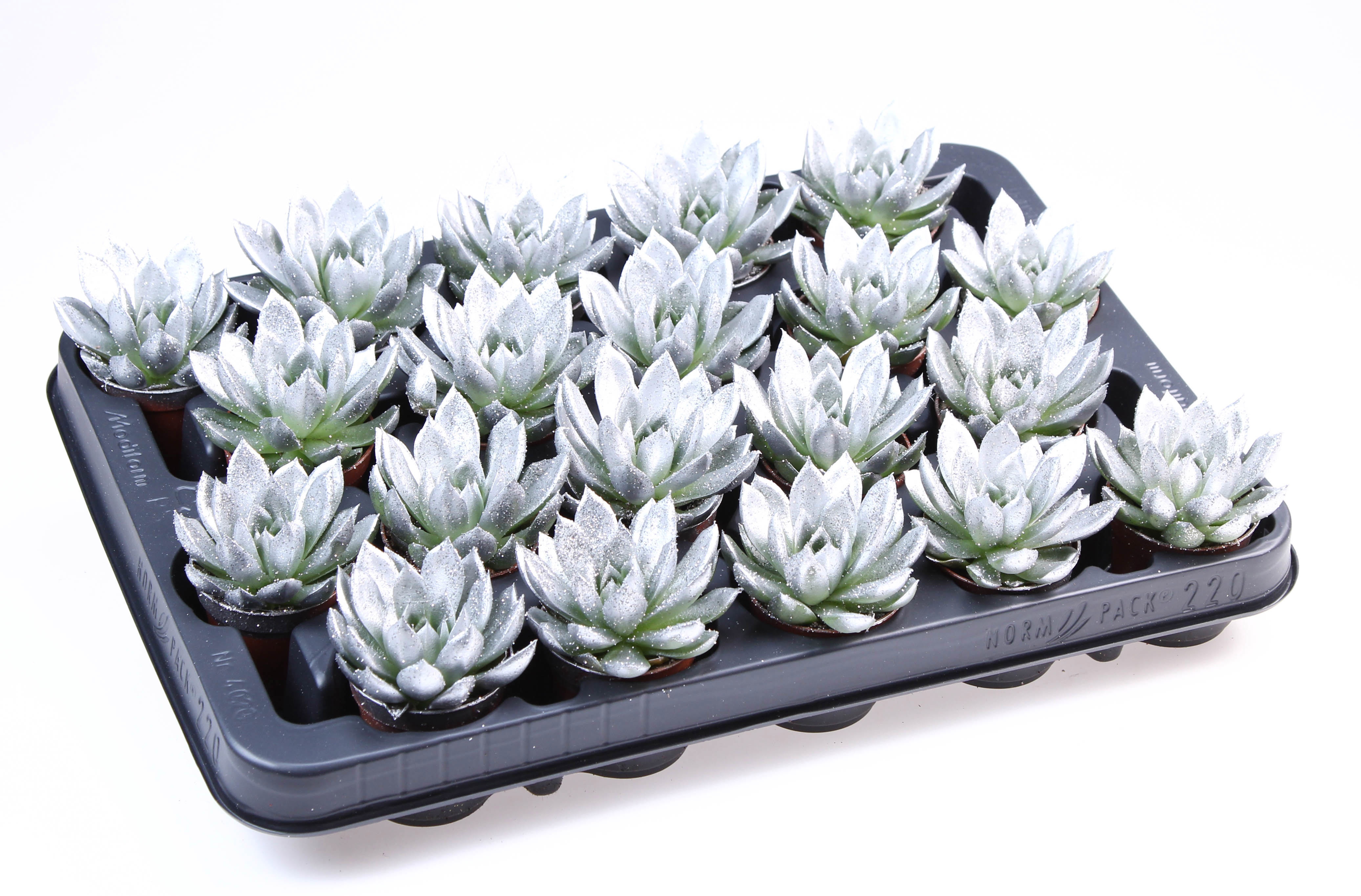 Miranda zilver + bio glitter, D 5,5