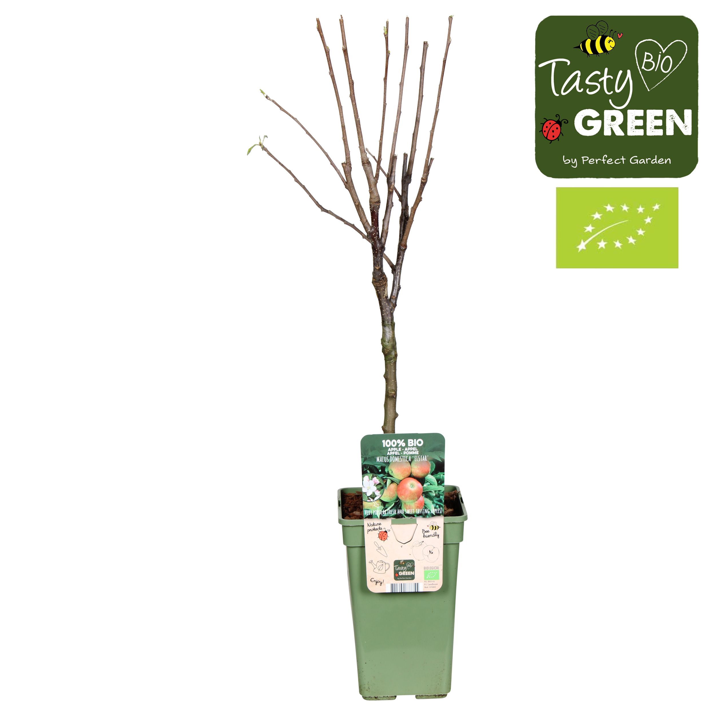 Malus domestica 'Elstar' Bio P19, D 19