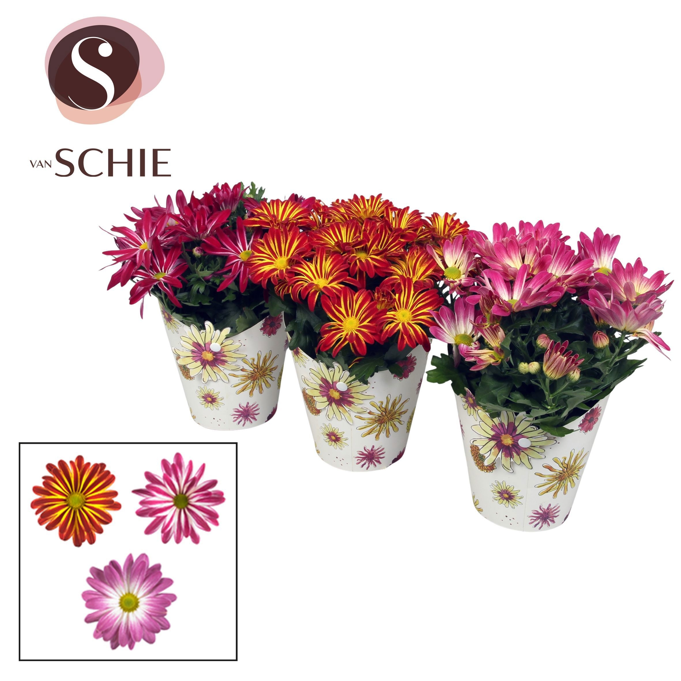 Ch Margarita Bicolor Potcover BLOOM, D 13