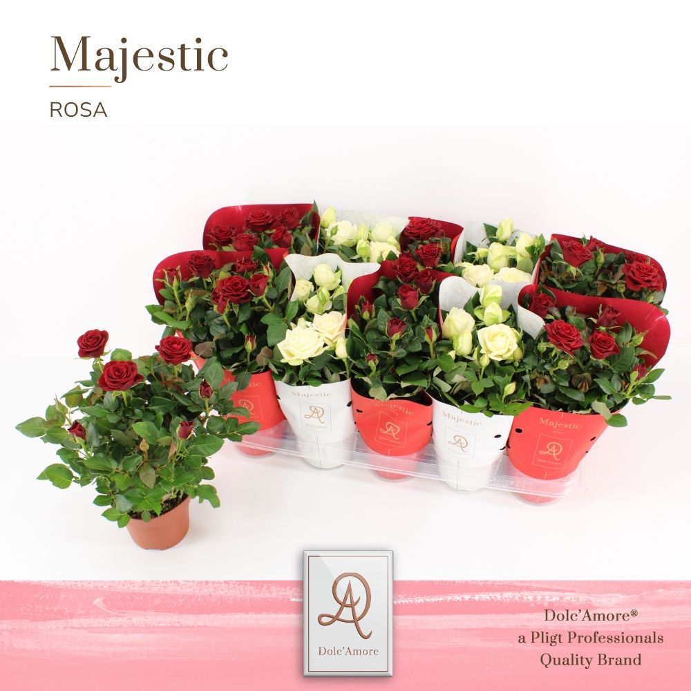 Potroos Roma Mix P12 Dolc'Amore Majestic, D 12