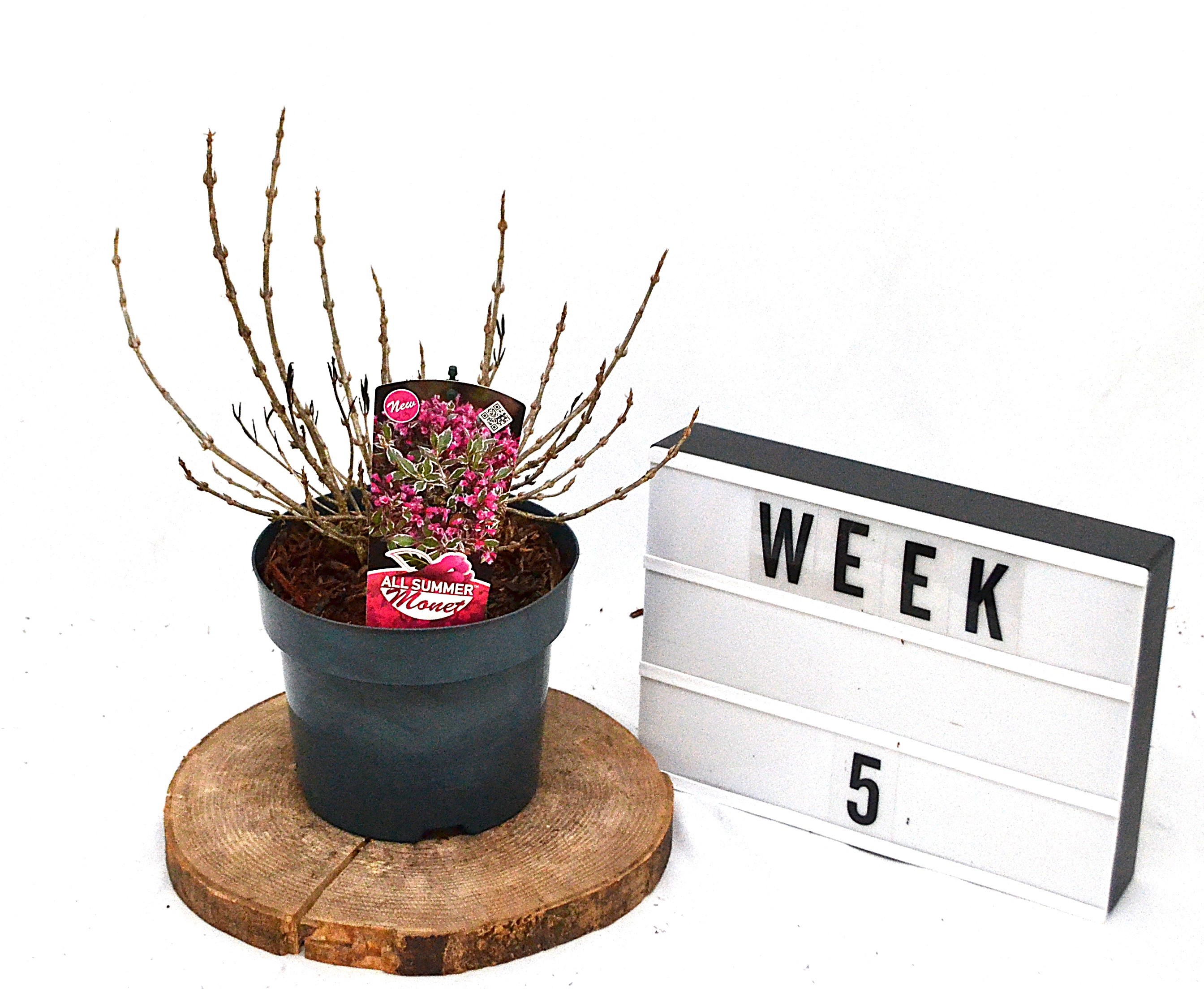 Weigela florida All SummerMonet C3, D 19