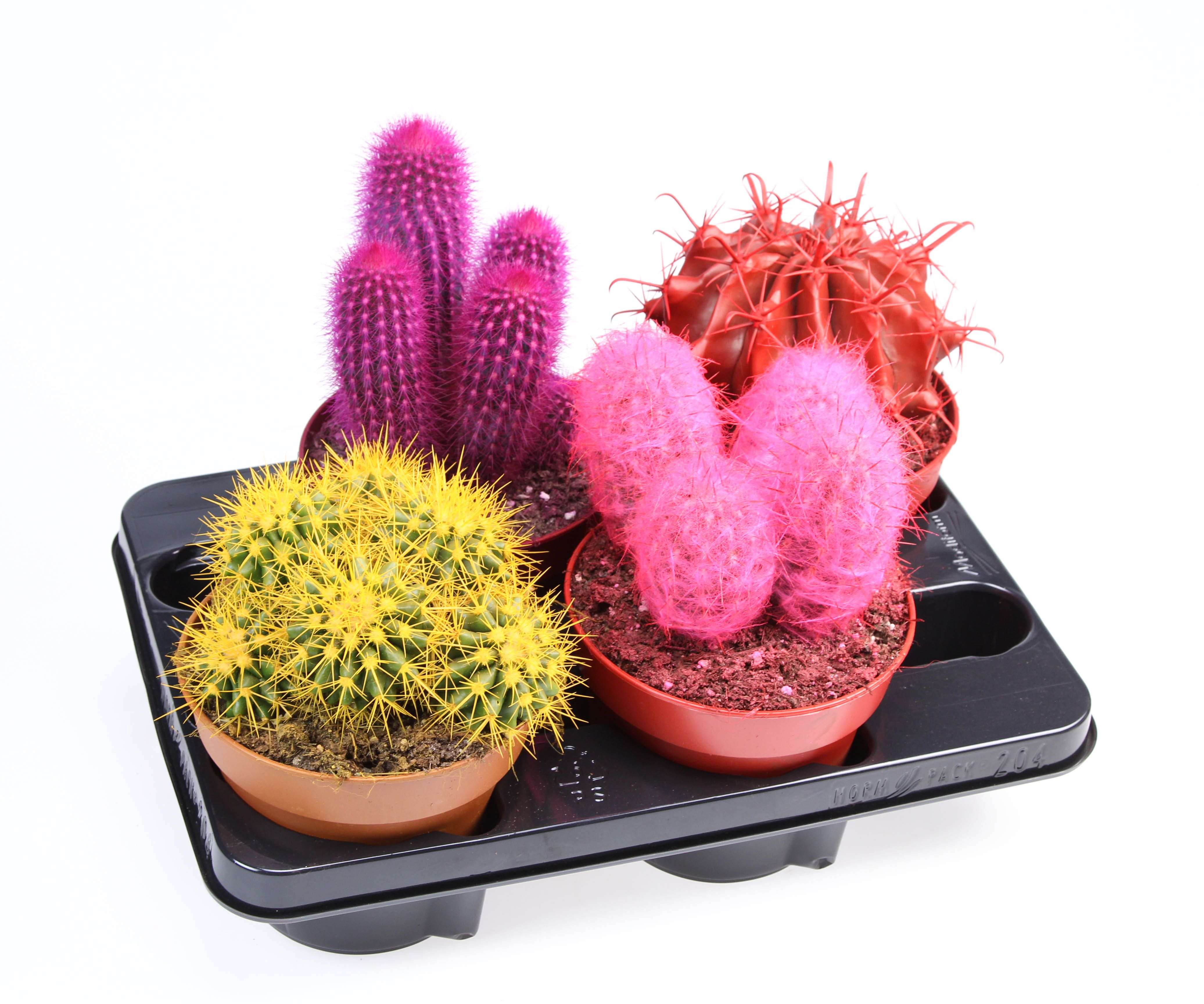 Rainbow cactus mix, D 15