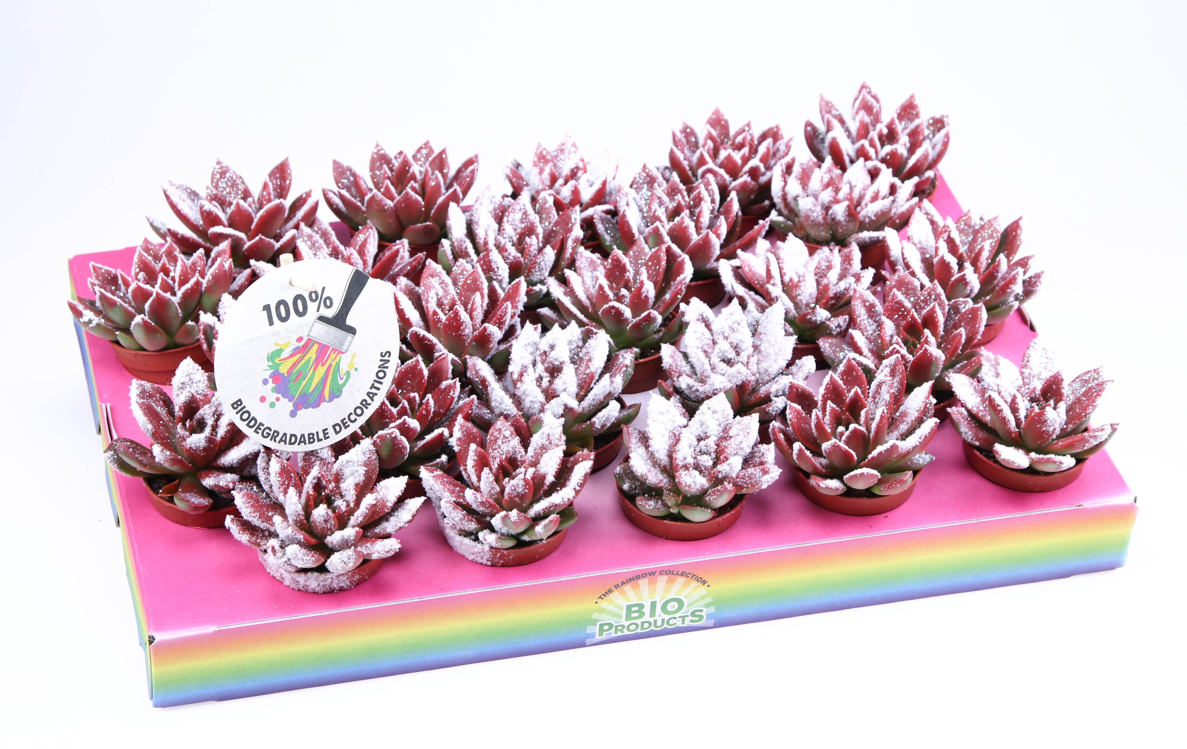 Miranda snowy + bio snow, D 5,5