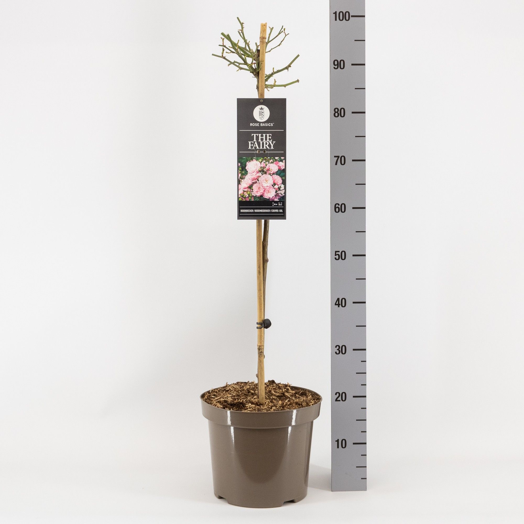 Rosa (P) The Fairy, stam 70, C7.5, D 26