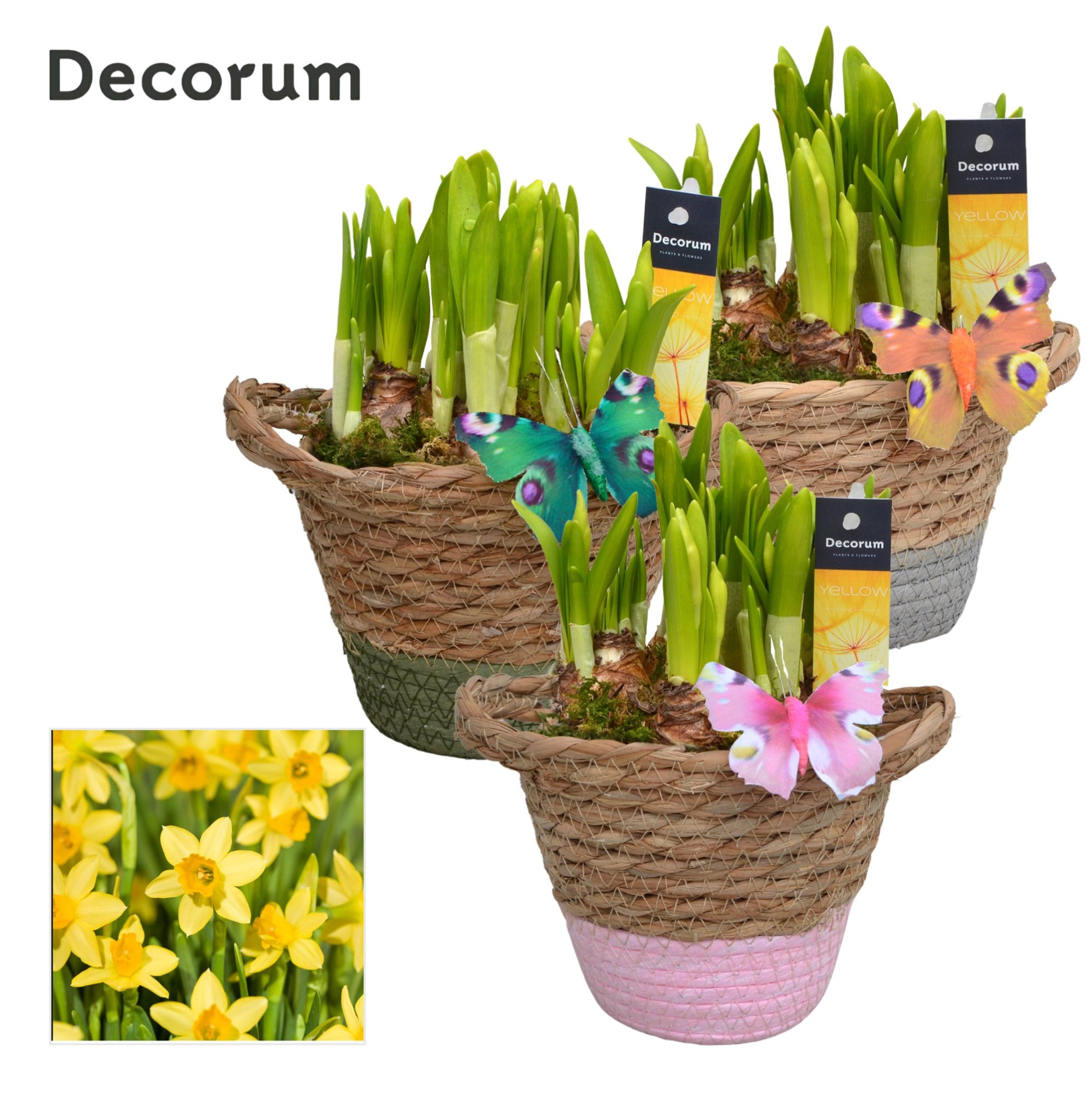 Narcis Basket Colour GM HL14867, D 13