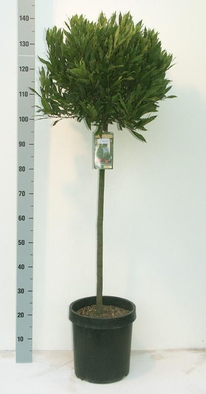 Laurus nobilis 'Angustifolia' Speciale Vlaamse Laurier Europees erkend, D 27