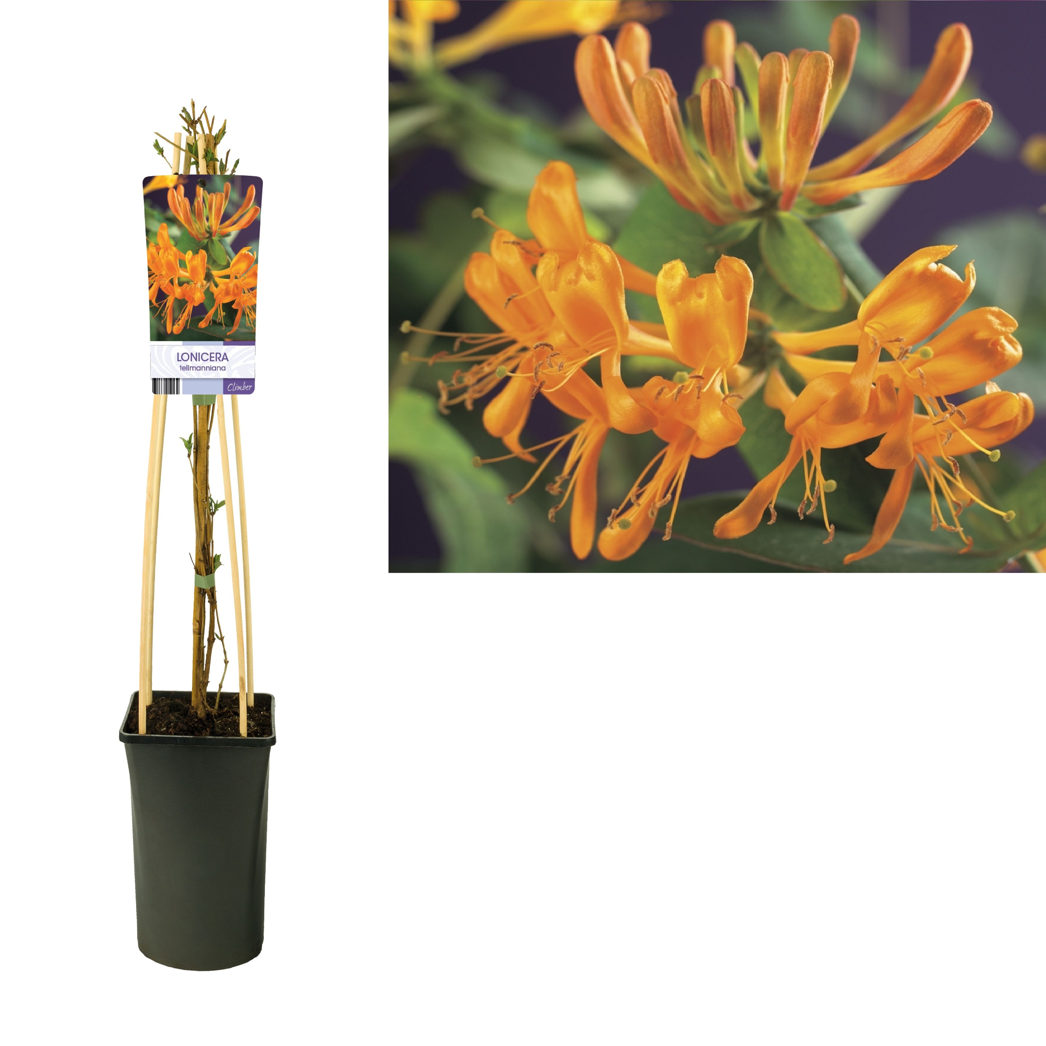 Lonicera tellmanniana +light label, D 17