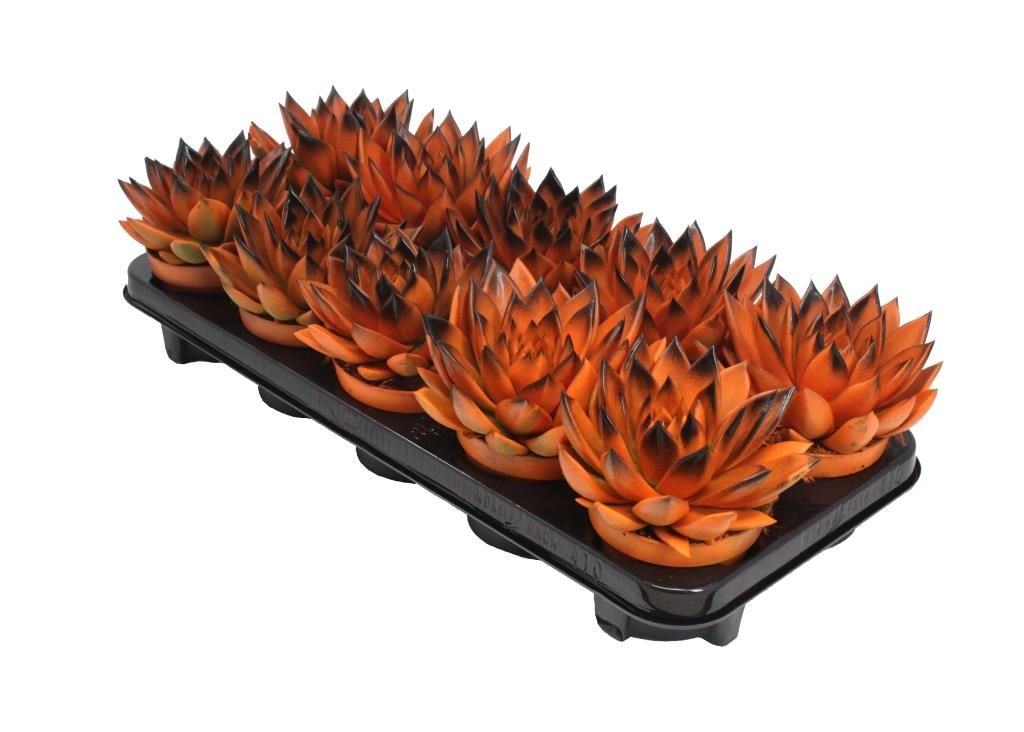 Miranda bicoloured orange/black, D 10,5