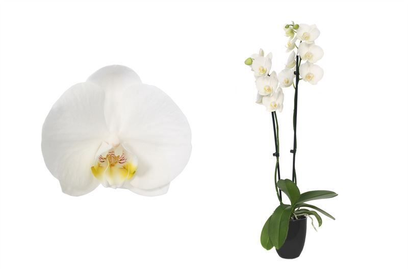 Hugo p12 black Phal white 2T14+, D 12