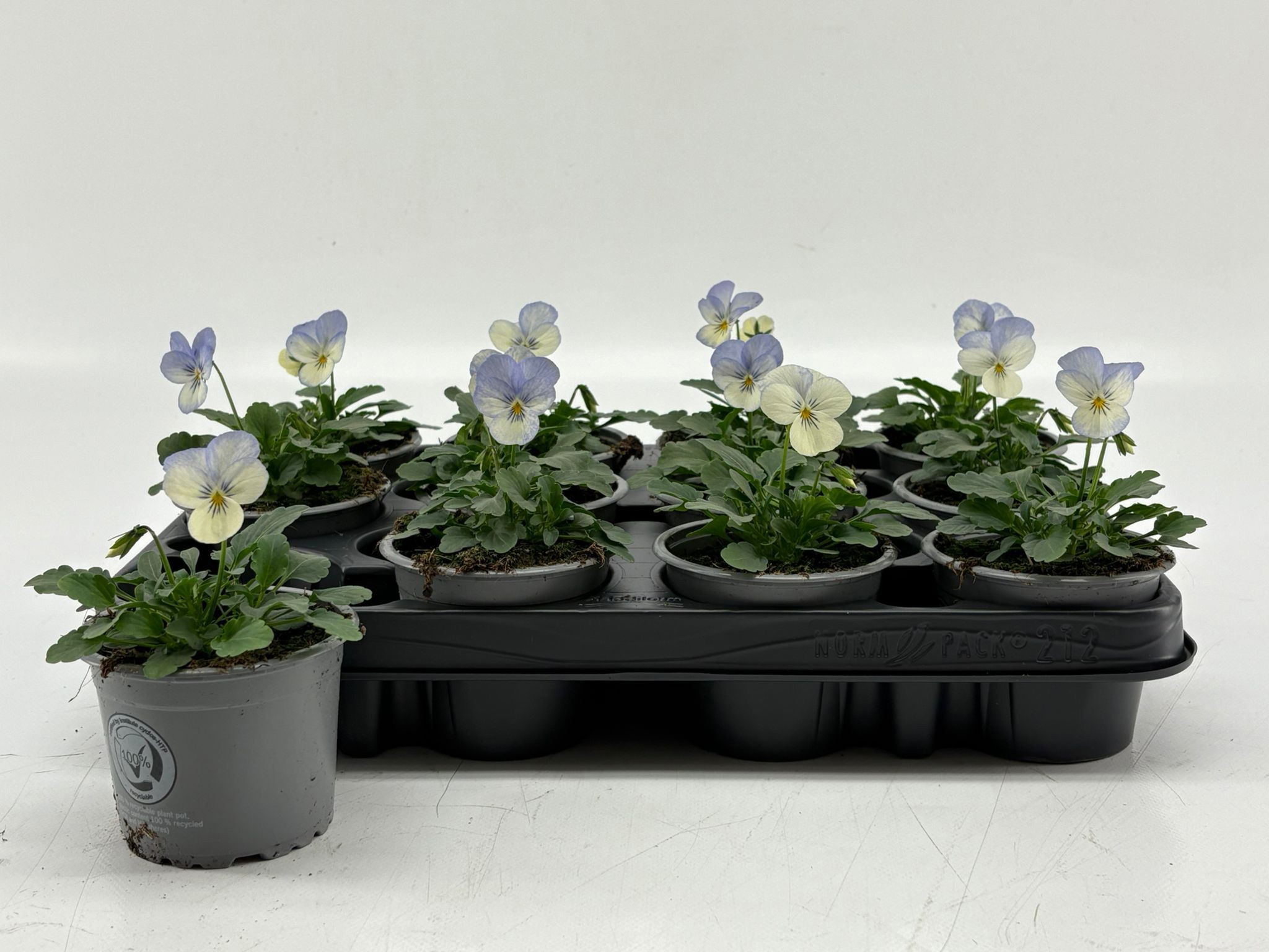Viola Cornuta Blue Picotee, D 9