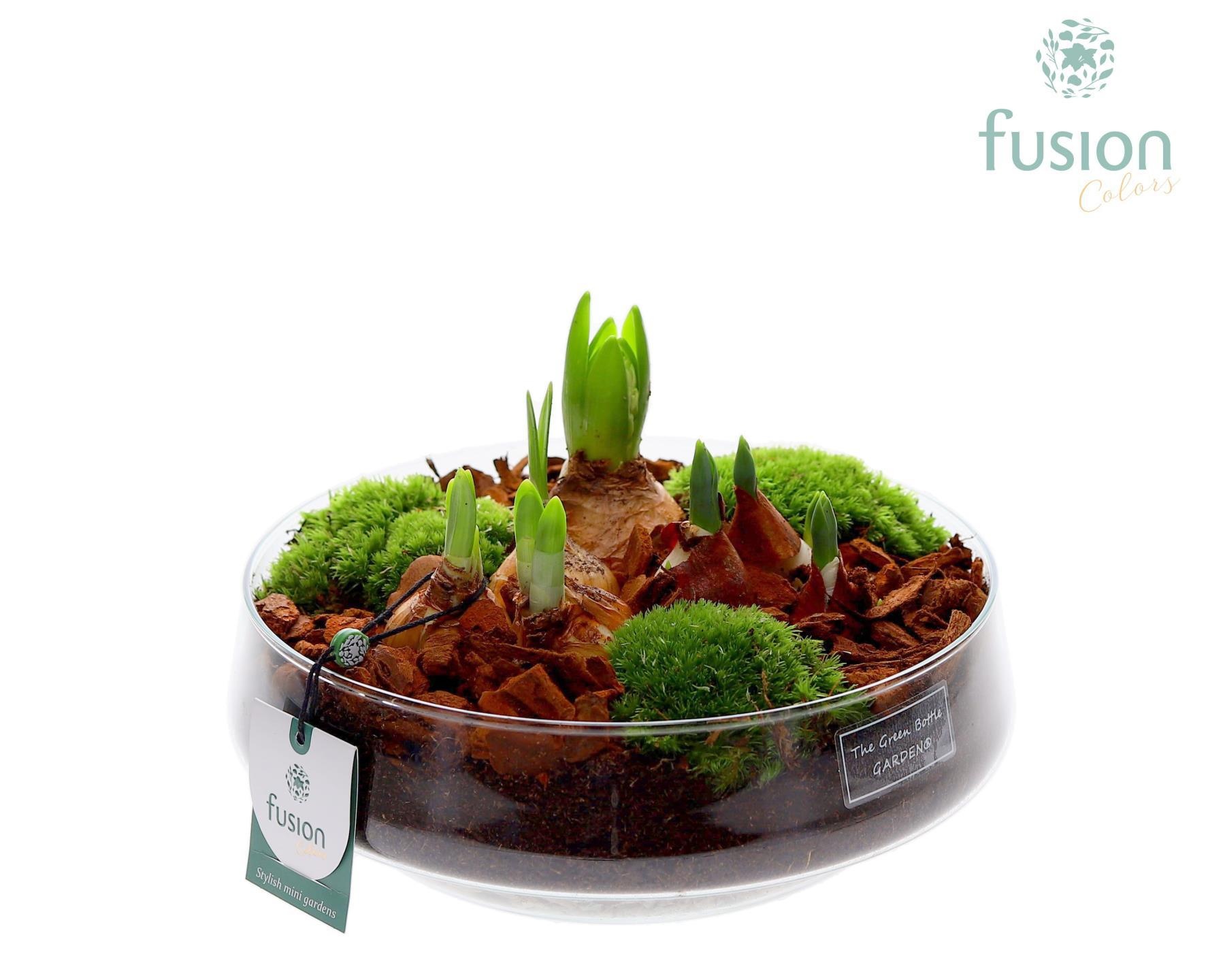 Green Bottle Iris Large met Bollen mix, D 24