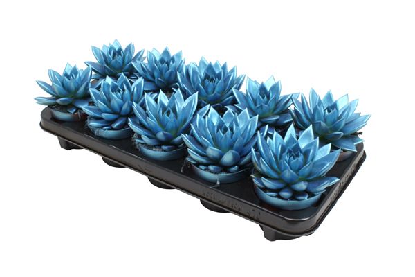 Miranda coloured metallic blue, D 10,5