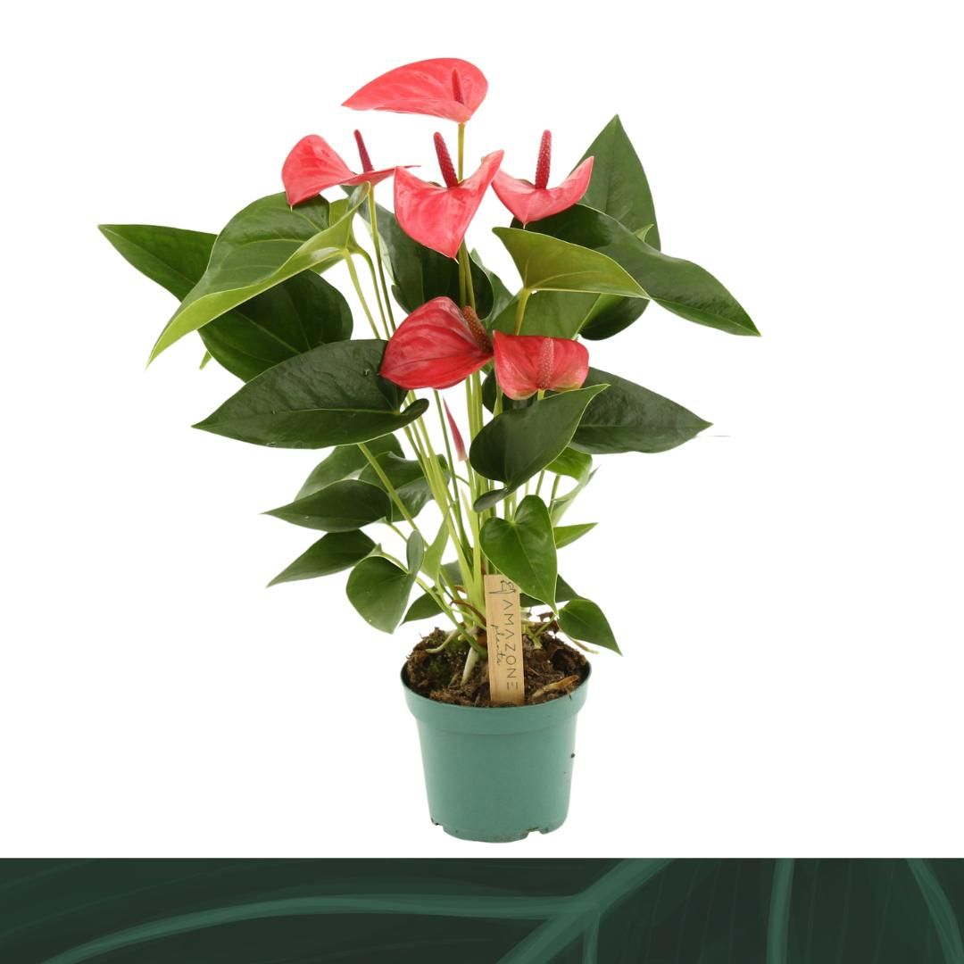 Anthurium Melito 12cm, D 12