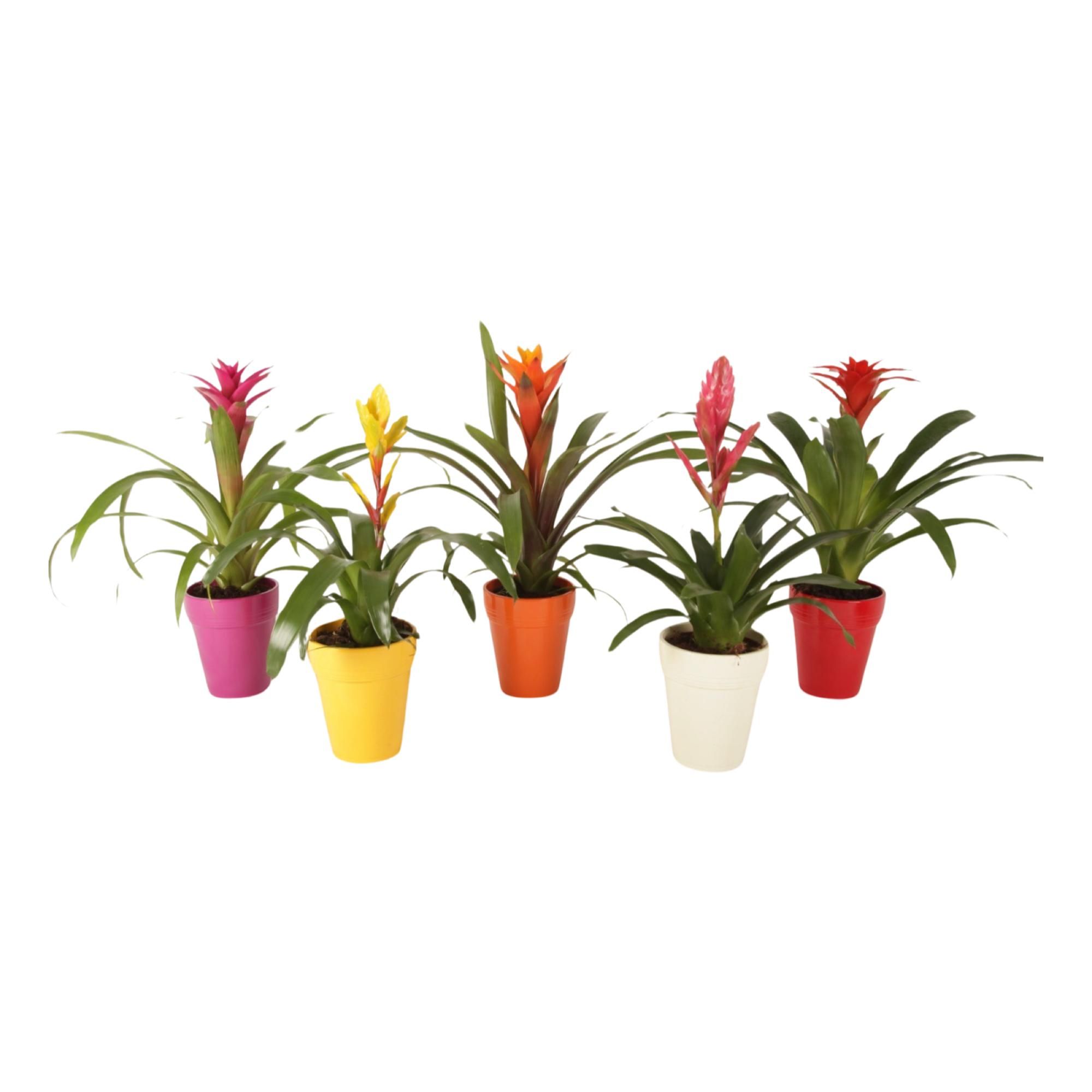 Bromelia Excellent in Bea keramiek, D 13