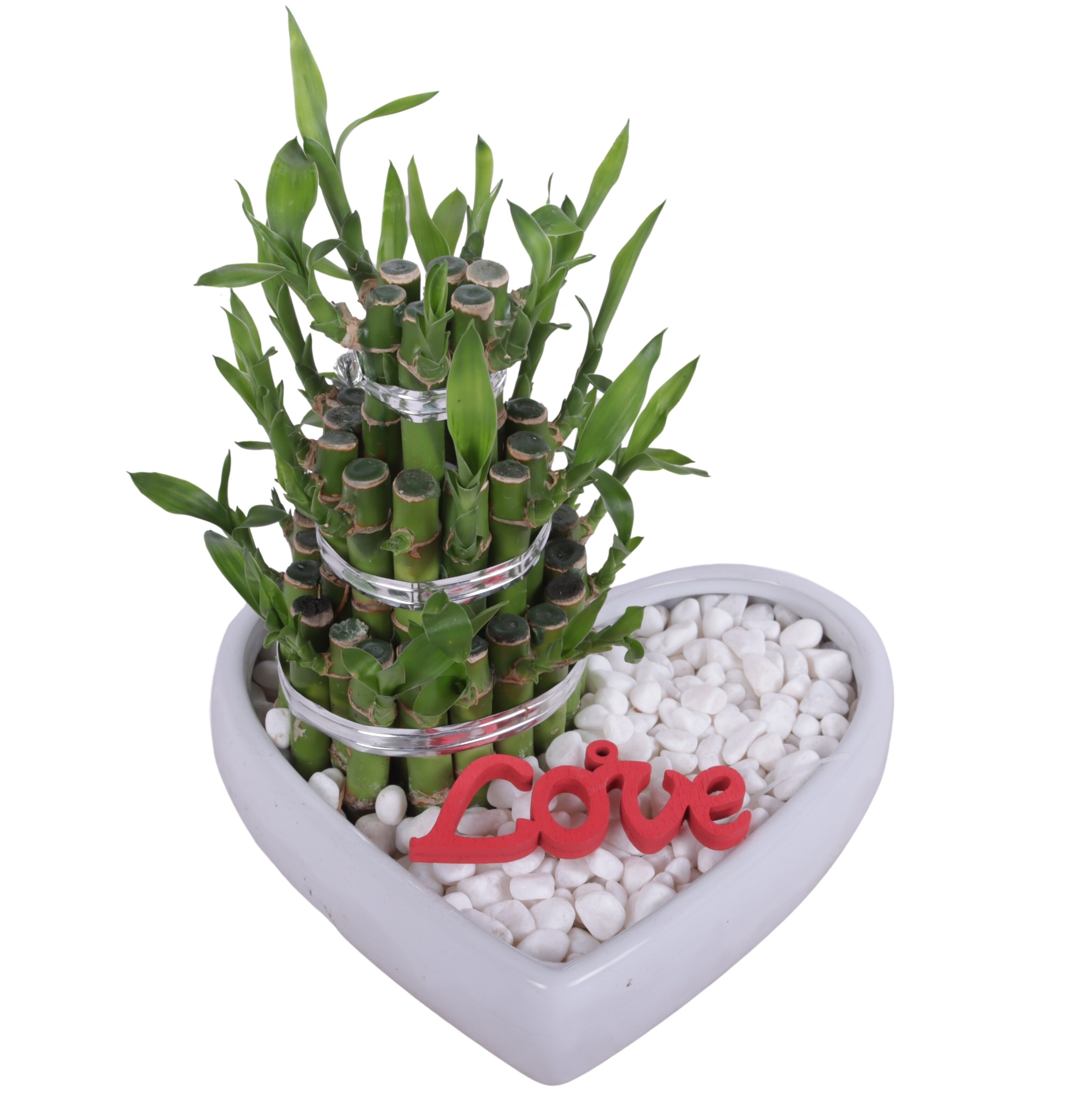 Lucky Bamboo Shape Round 3S in Ceramic Heartshape pot Ø18cm, D 18