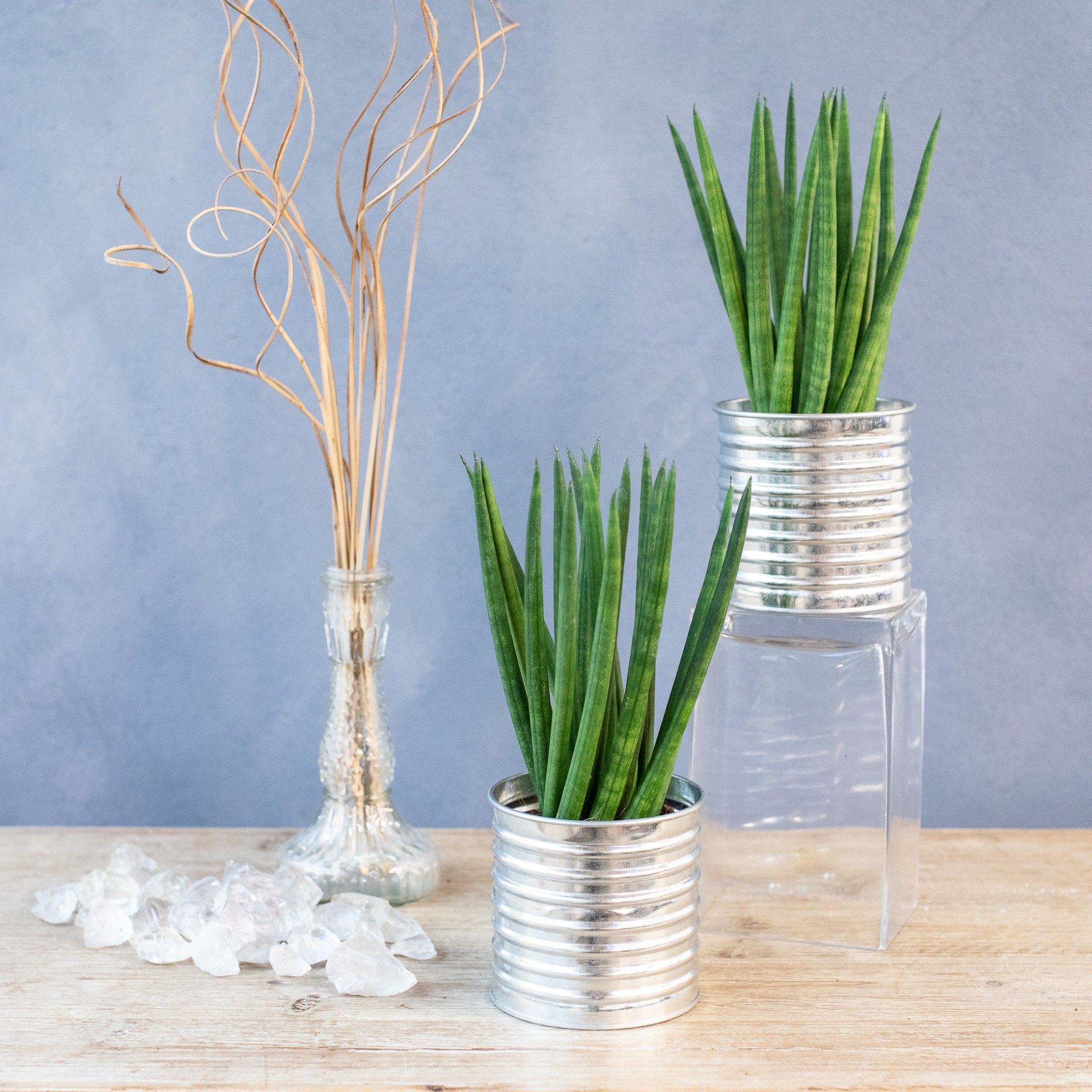 Cans Zink Creation, D 9