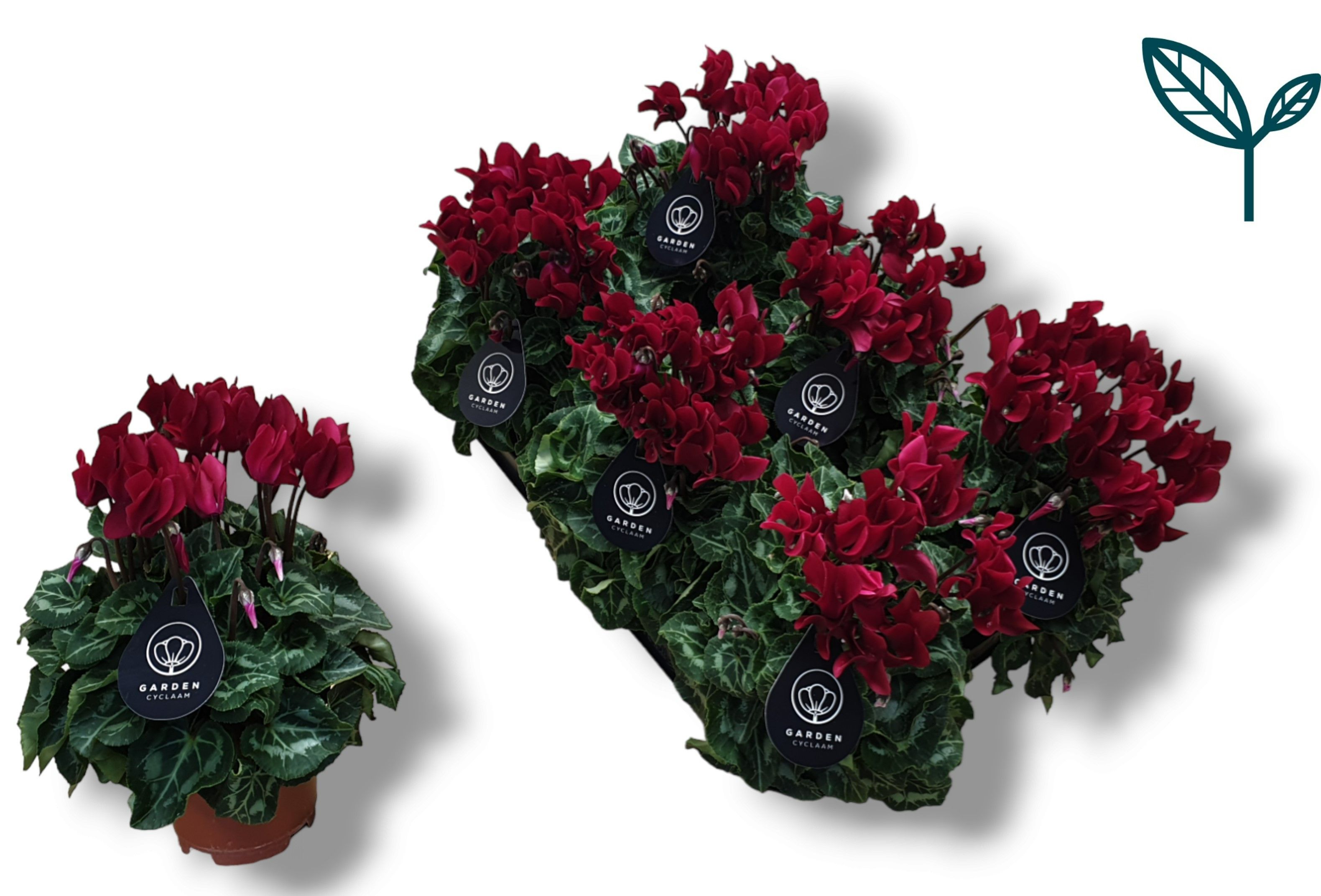 Cyclamen GARDEN WIJNROOD, D 10,5