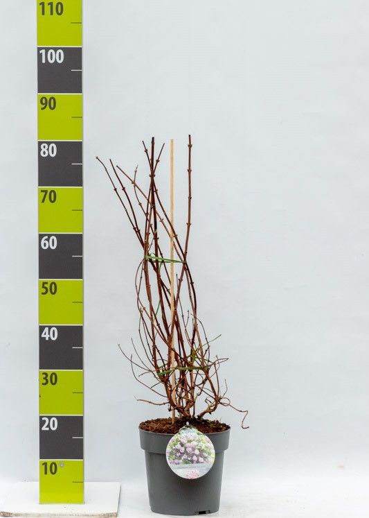 Deutzia 'Raspberry Sundae' (R) C 4,6, D 23