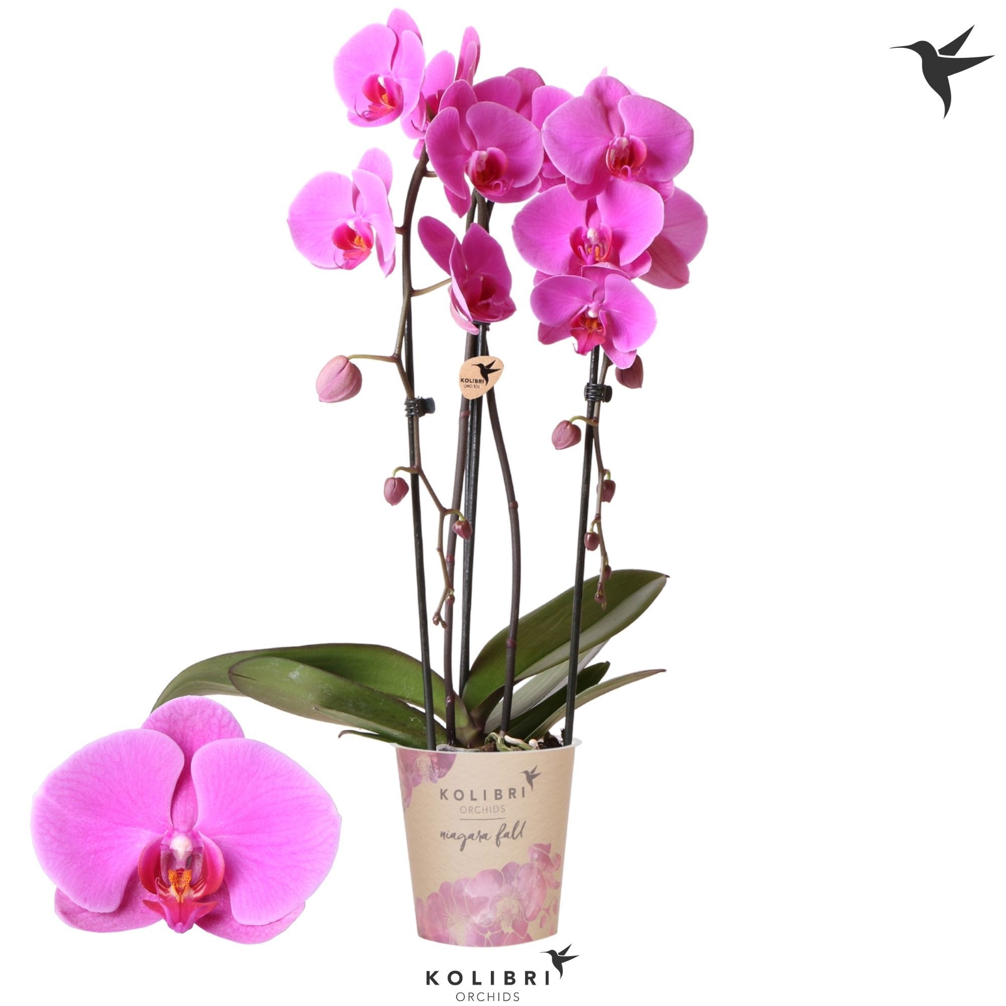 Kolibri Orchids Phalaenopsis Cascade Niagara Fall Wellness 2 spike, D 12