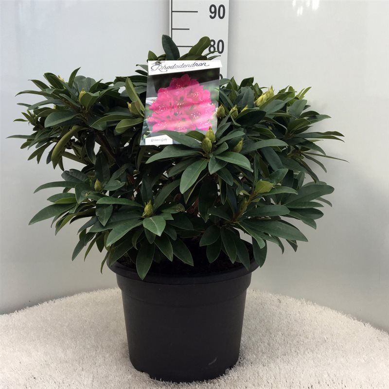 Rhodo. 'Anah Kruschke' pink/purple, D 37