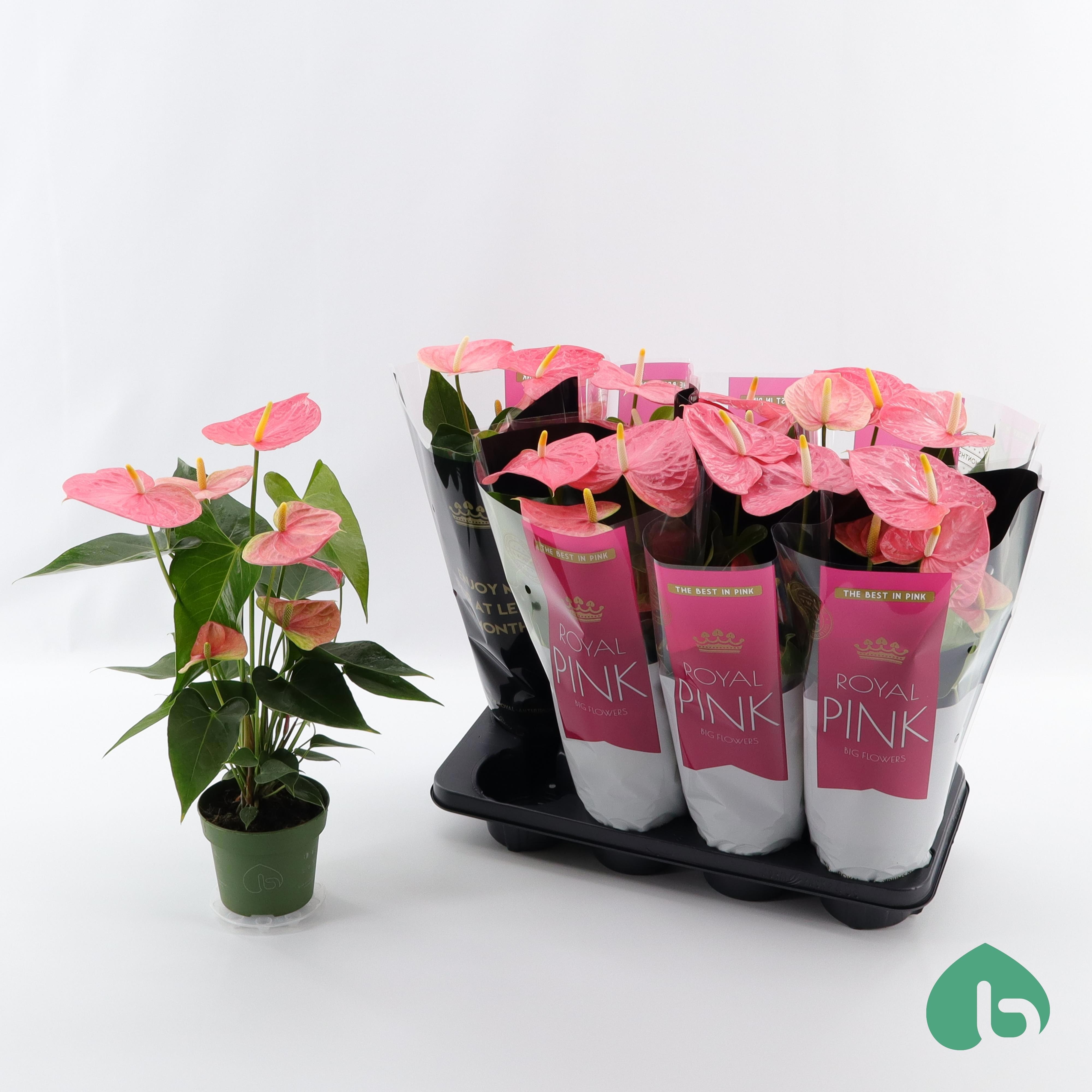 Anthurium Royal Pink ''Big Flowers'' Colorado, D 14