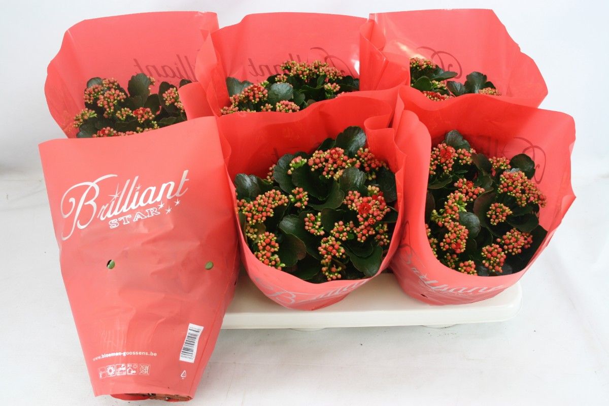 Gevuld 15 cm Rood Brilliant, D 15