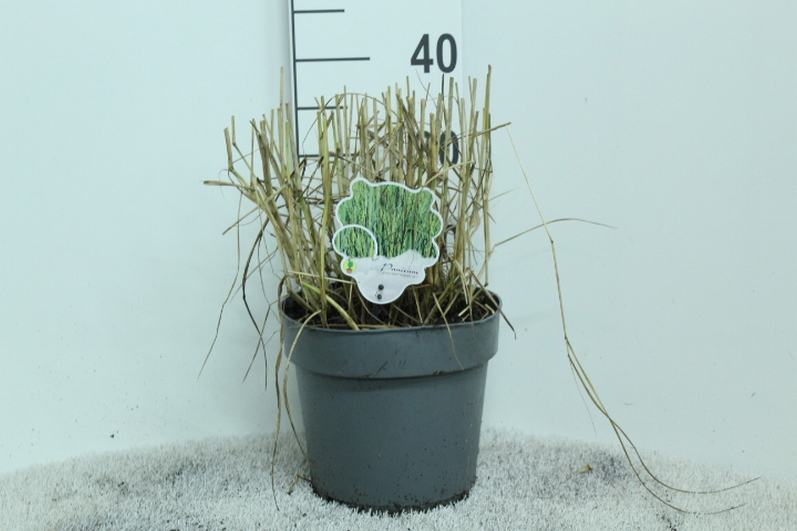 Panicum virgatum 'Prairie Sky' P23, D 23