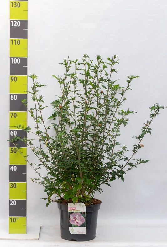 Hibiscus syr. 'Pink Chiffon' (R) C 7,5, D 27