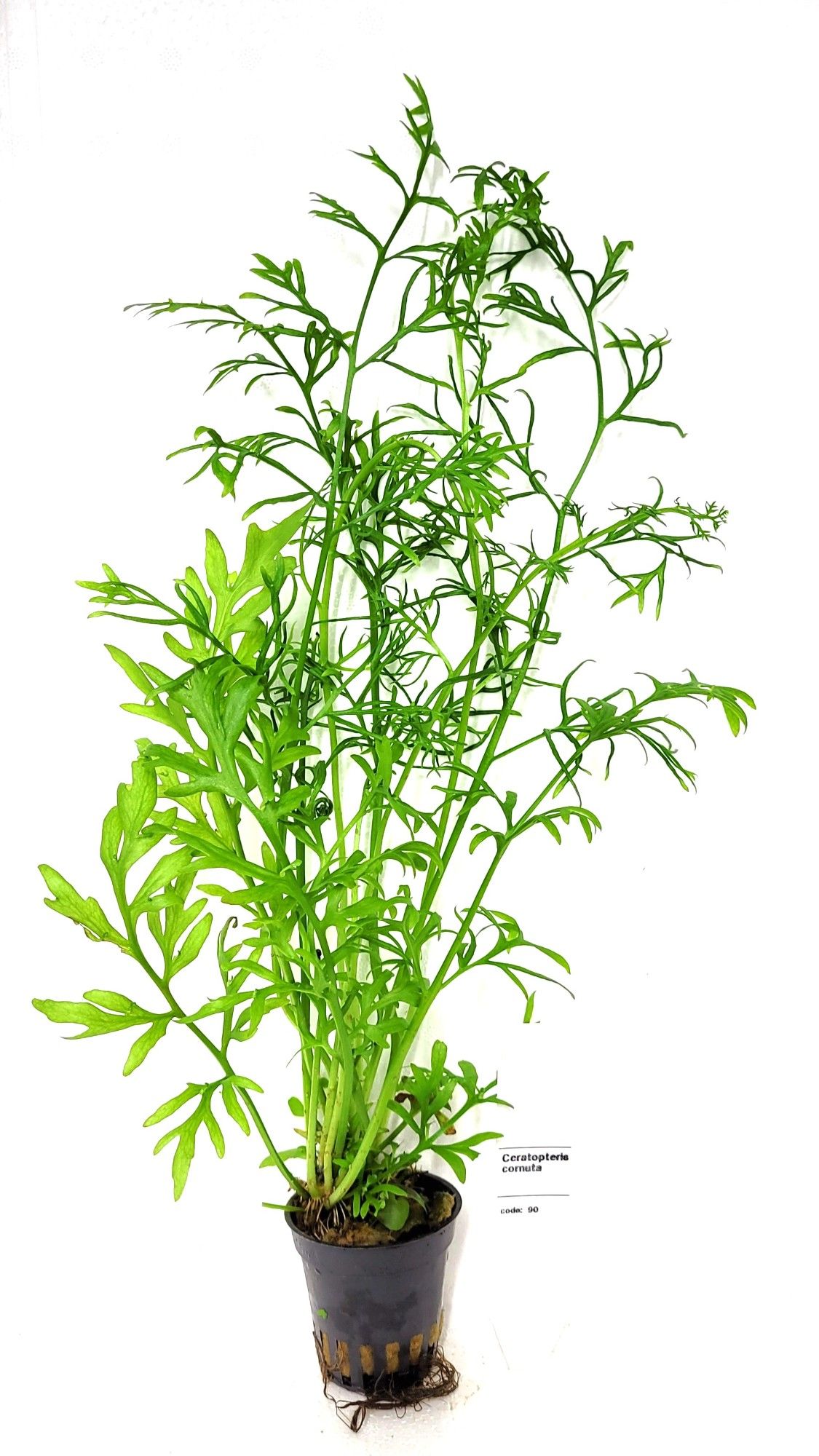 Ceratopteris thalictroides, D 5