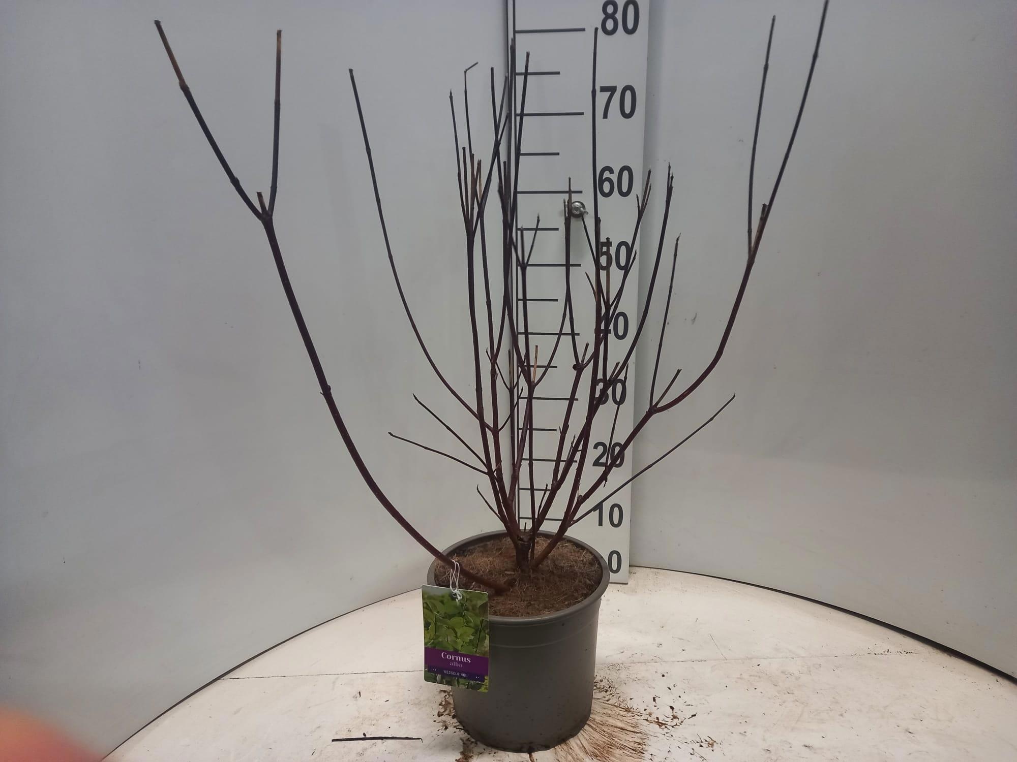 Cornus alba 'Kesselringii', D 23